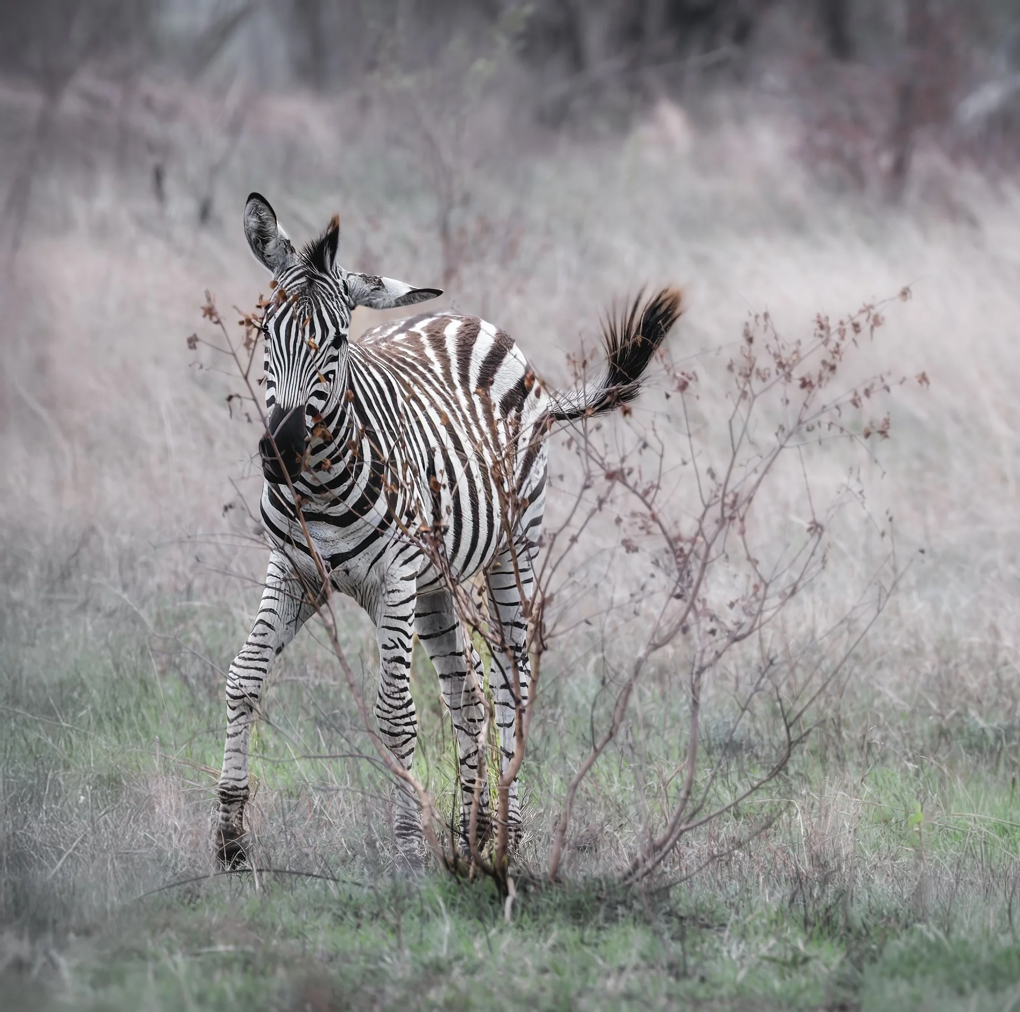 Zebras-loved the awkward little guy