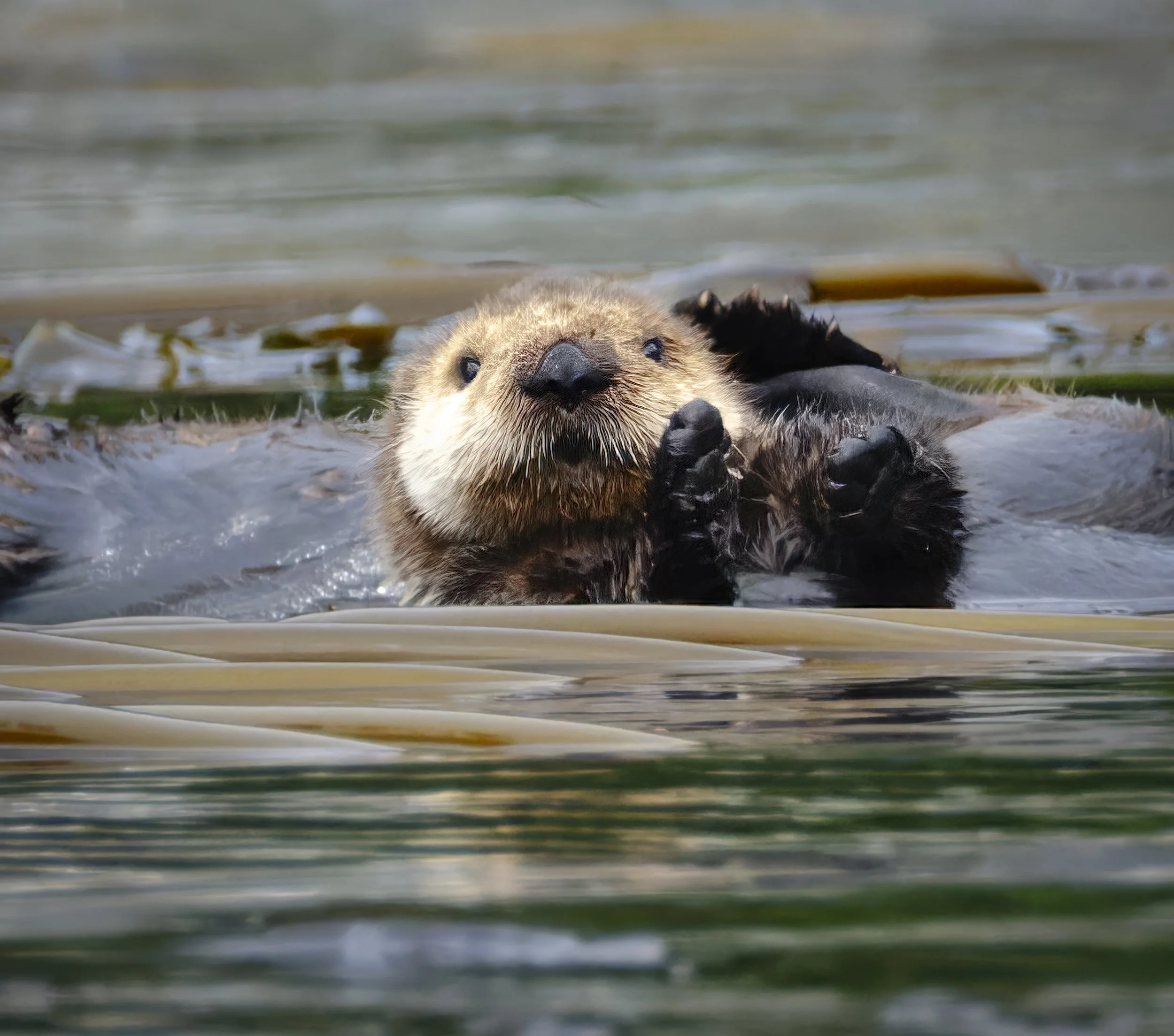An adorable sea otter, Inian islands.
