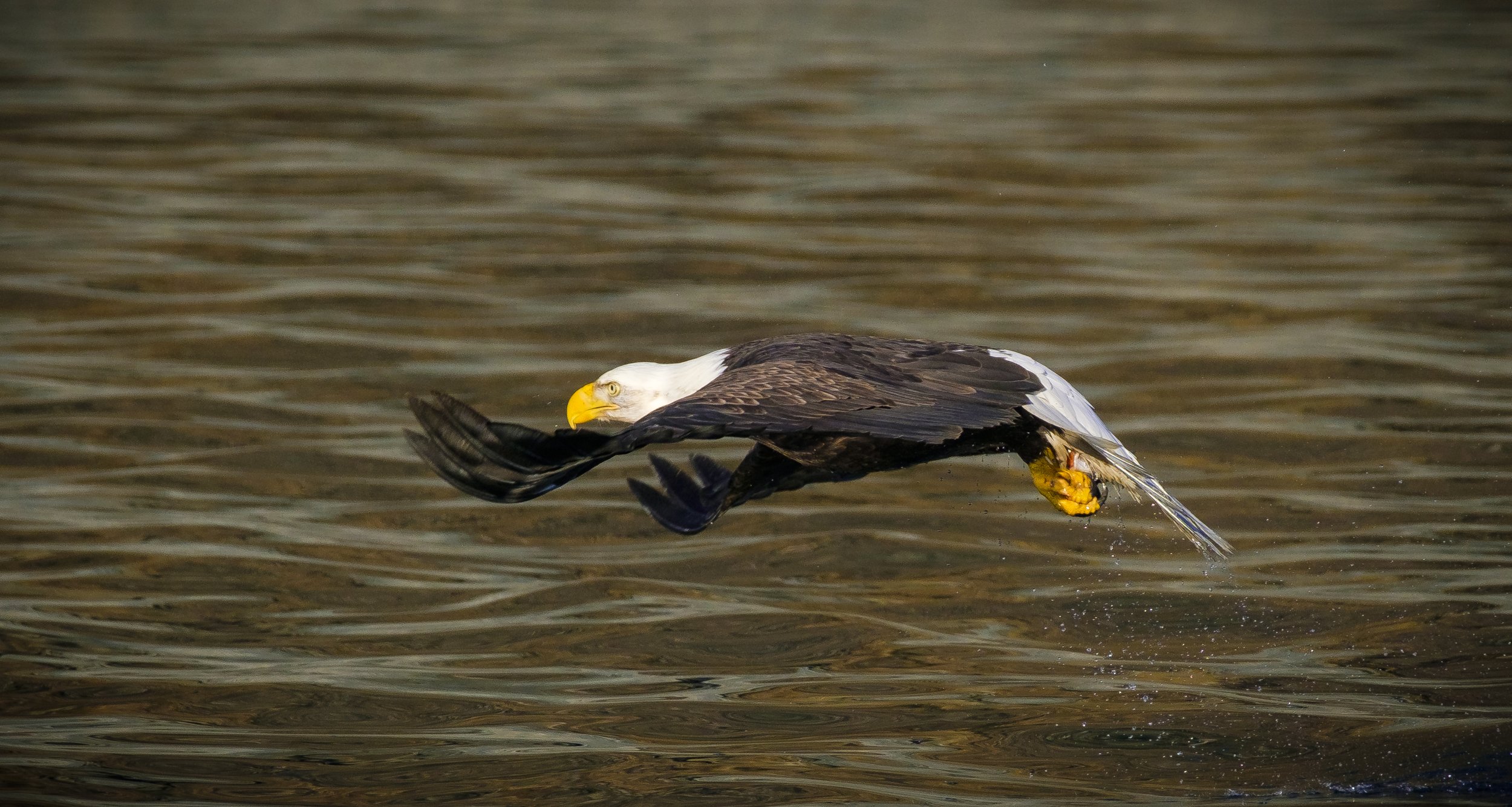 Eagles-26.jpg