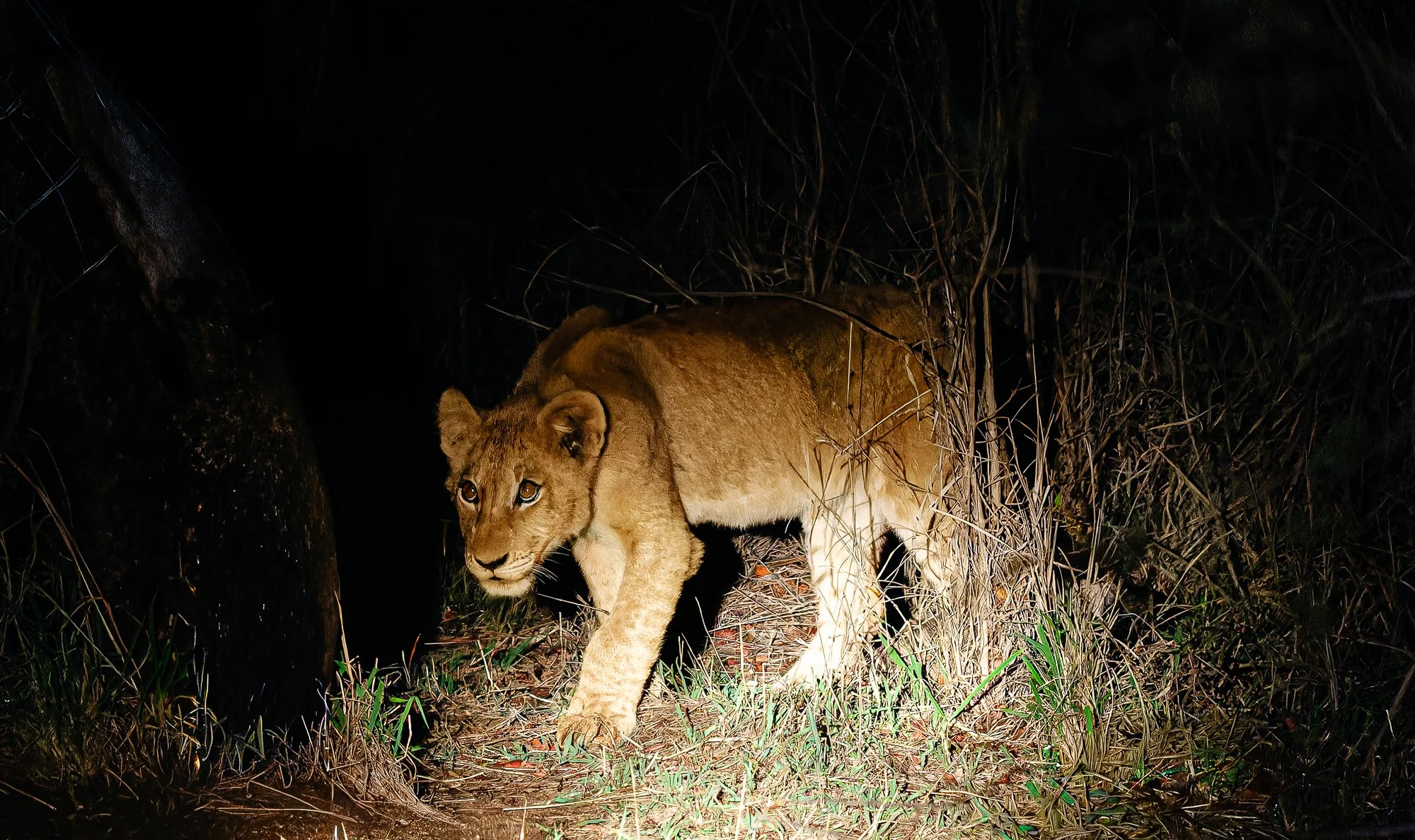 Tracking a lion pride hunting at night