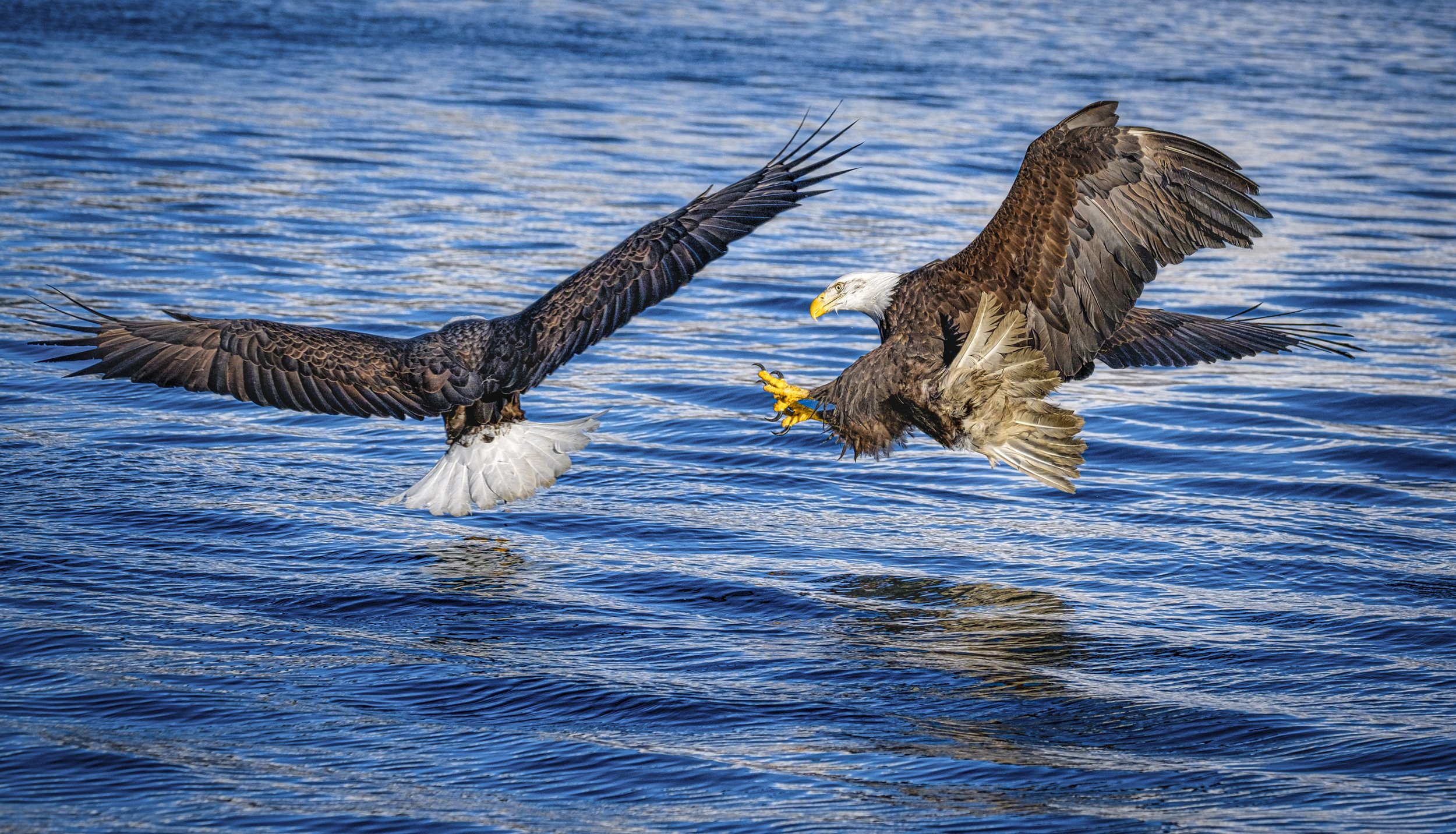 Eagles-22.jpg