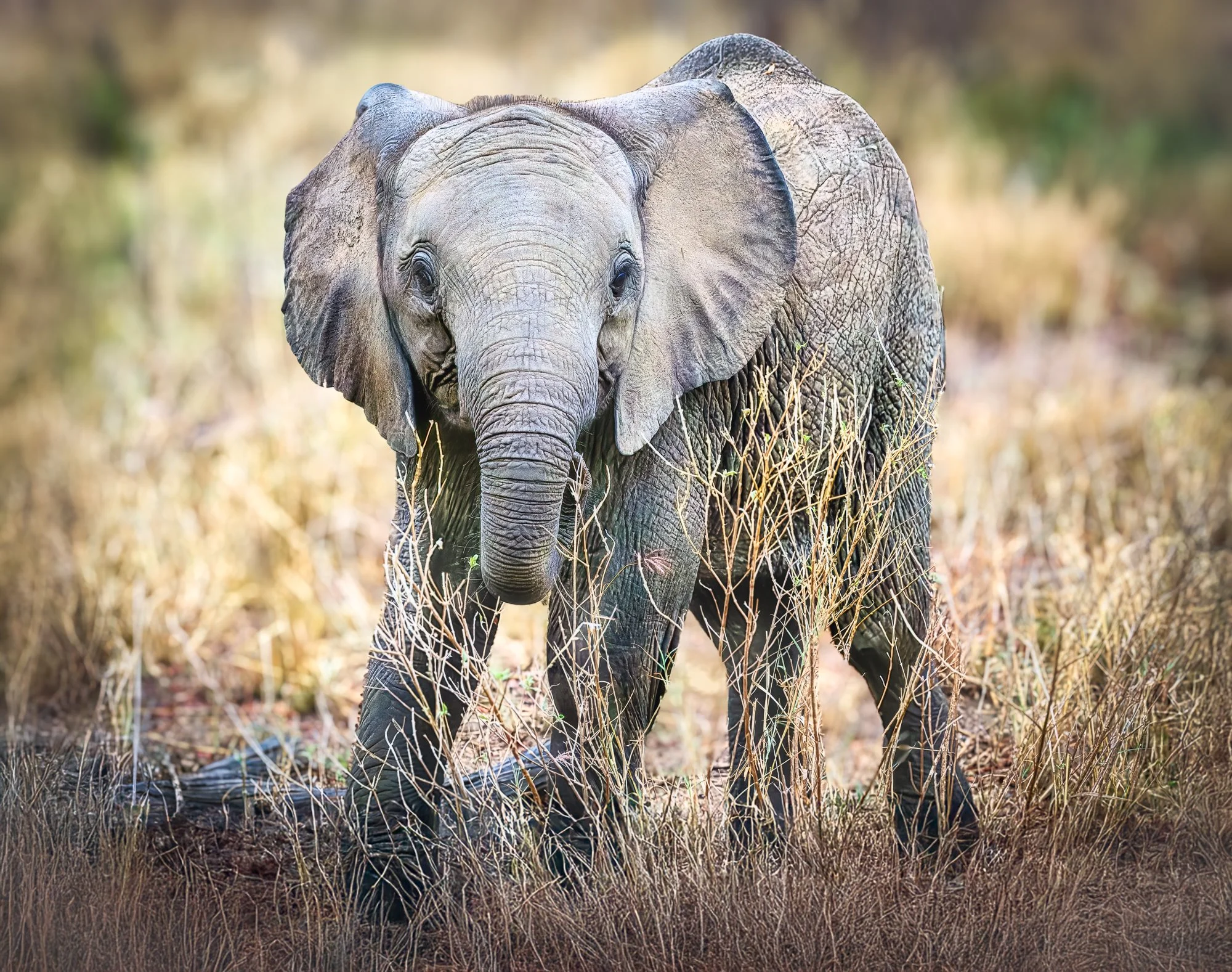 Young elephant also in its awkward phase like the zebra. He had a deer in the headlights look when our vehicle stopped nearby.  