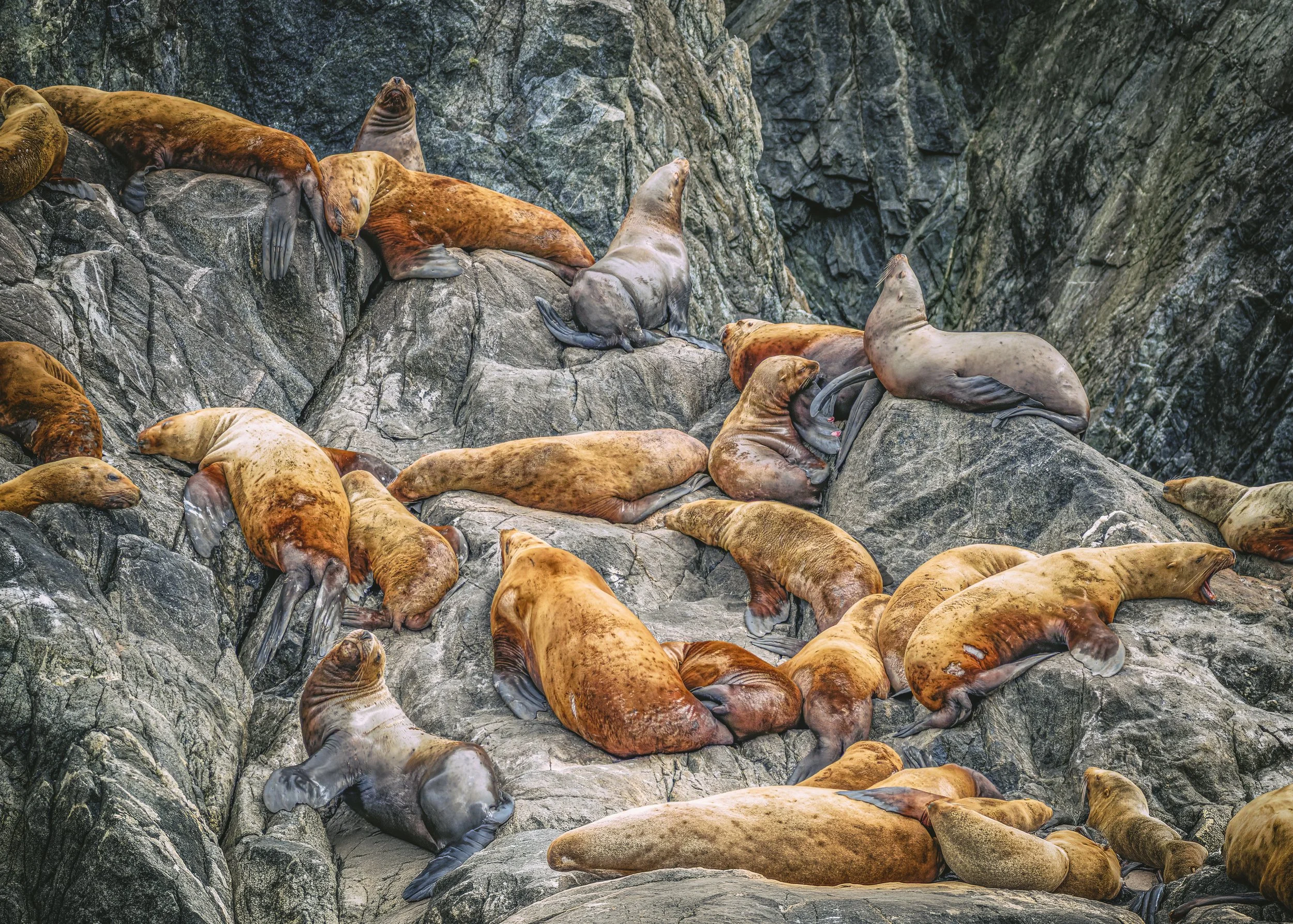 Stellar sea lions crowding the cliffs, Inian islands.