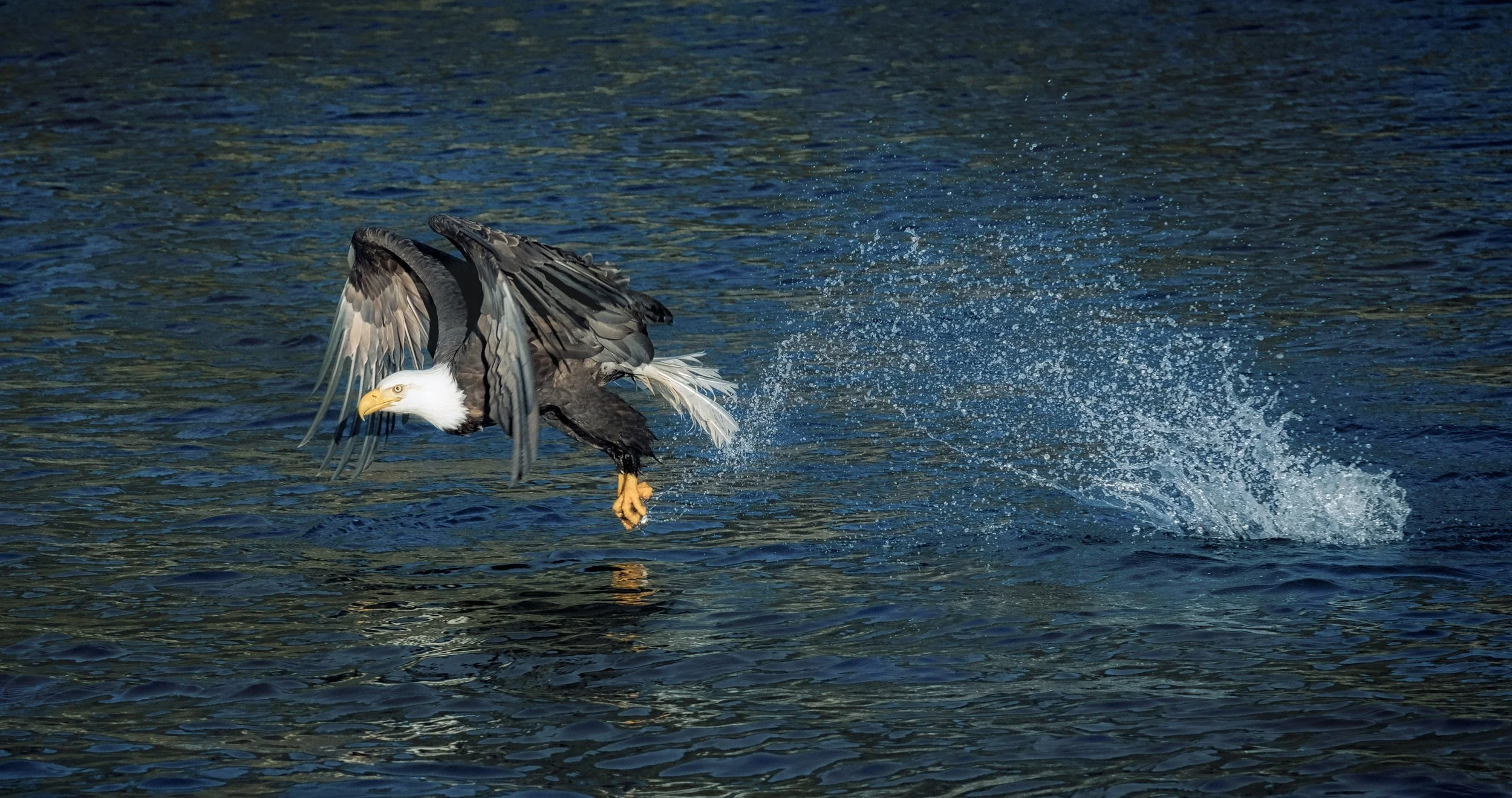 Eagles-35.jpg