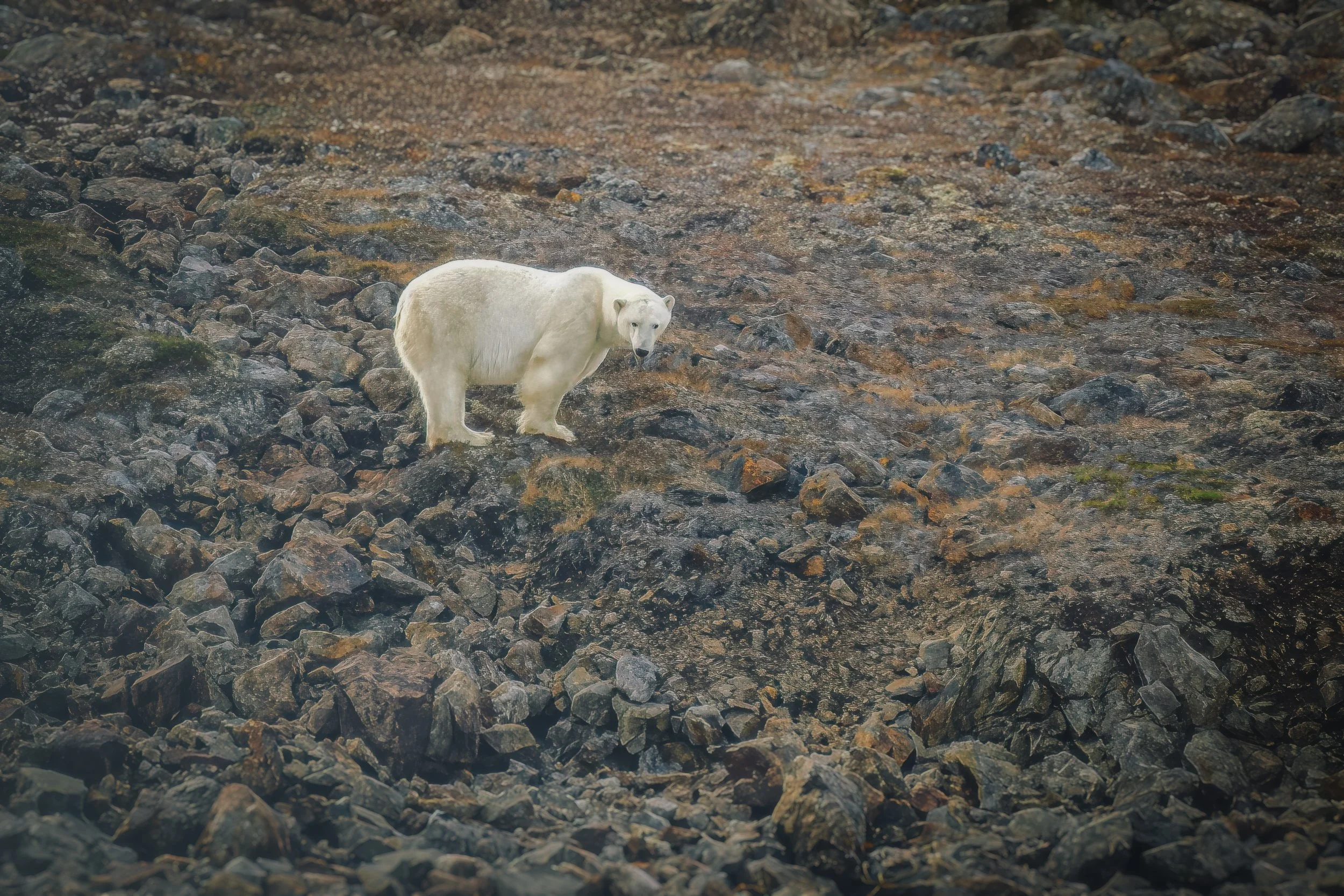 Lower Savage Islands. Yay, a polar bear our first day!! 