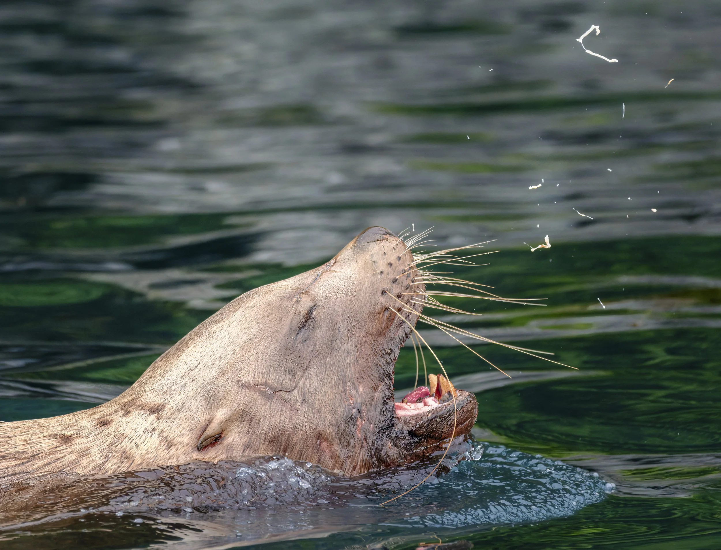 What is this sea lion coughing out? Inian Islands.