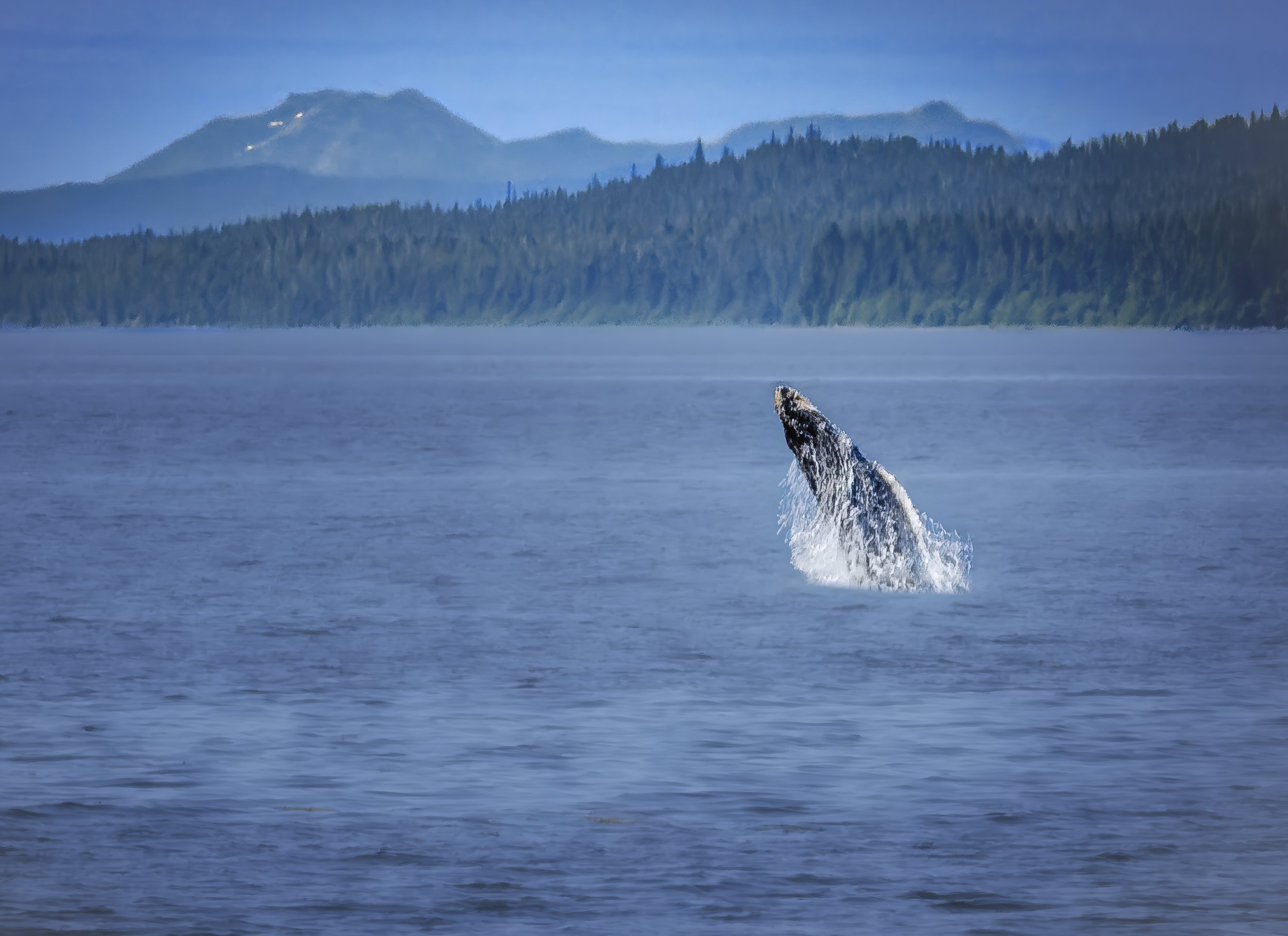 In the distance, I spy a breach by a young humpback!  