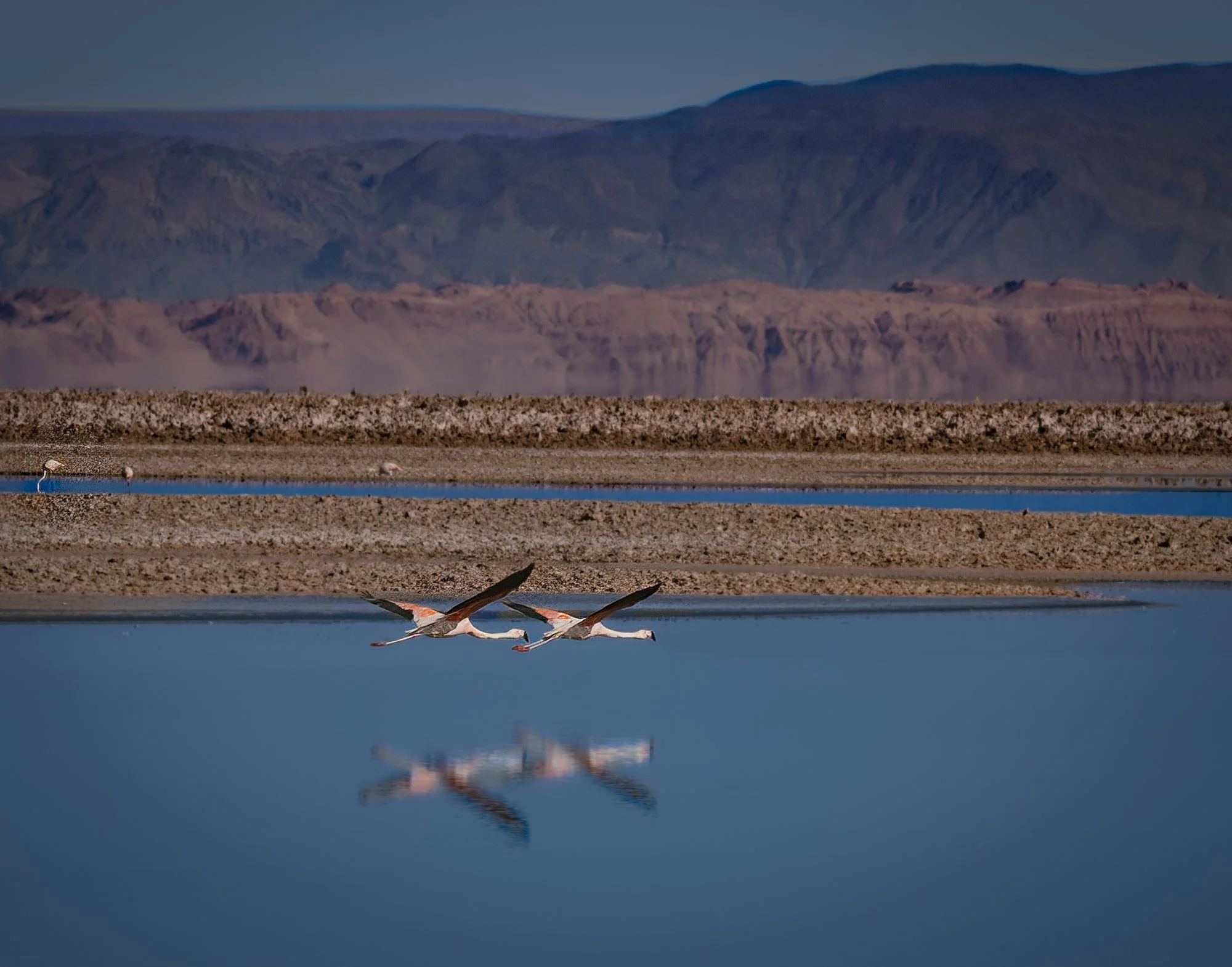 Atacama desert, Chile.  The flamingos blend well with the environment.
