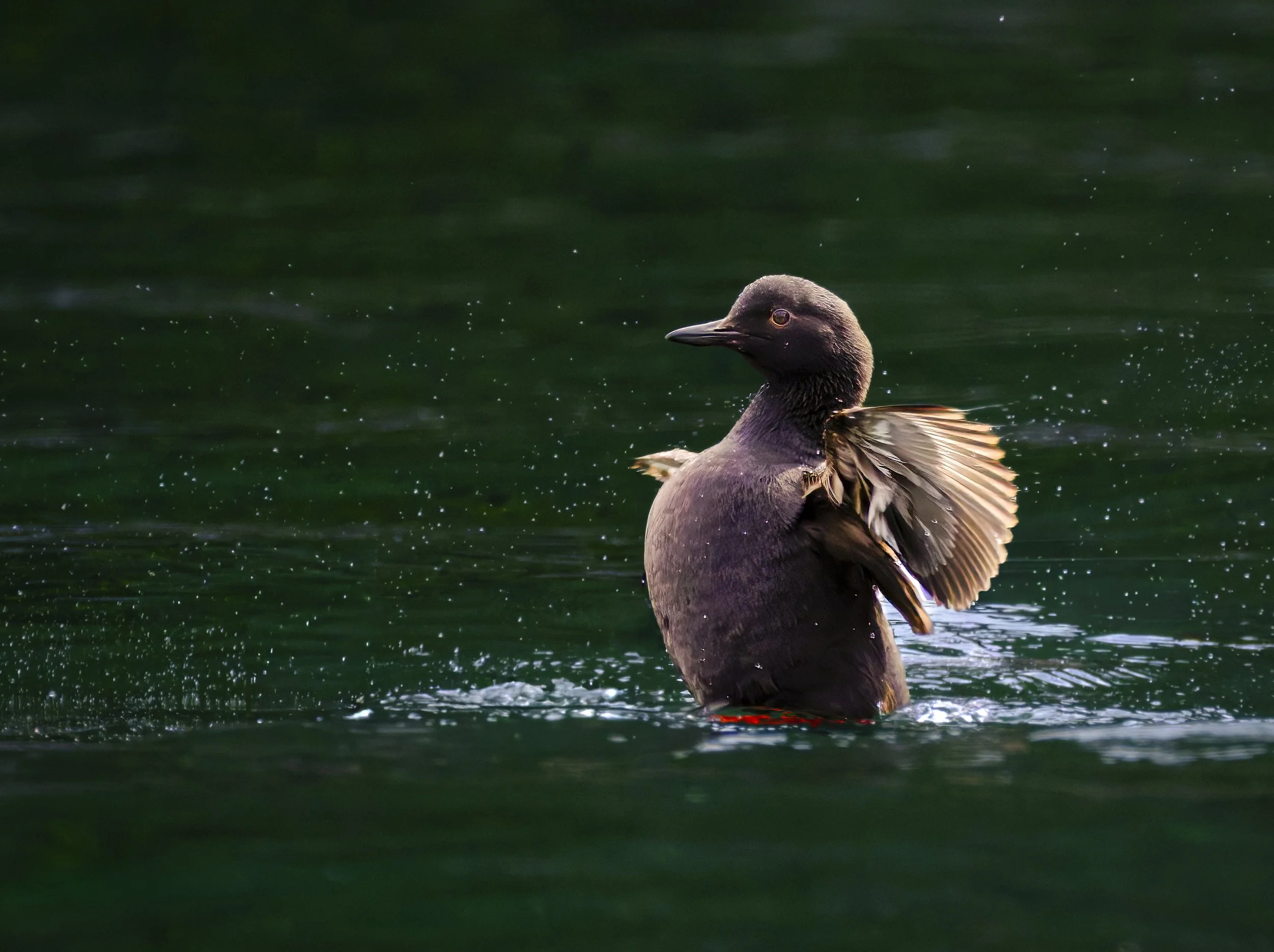 Pigeon Guillemot, looks like a young one. Keku Islands.