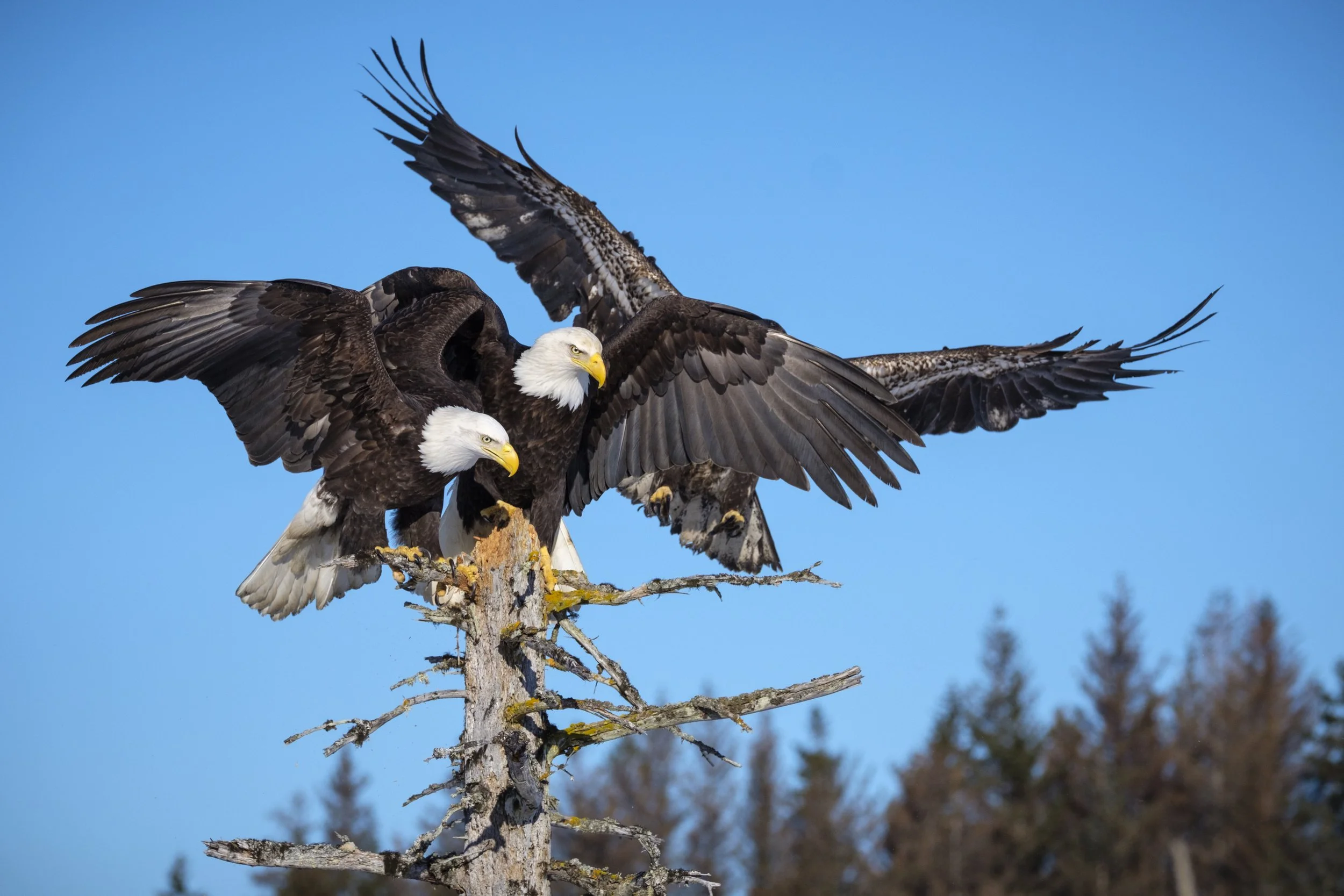 Eagles-5.jpg