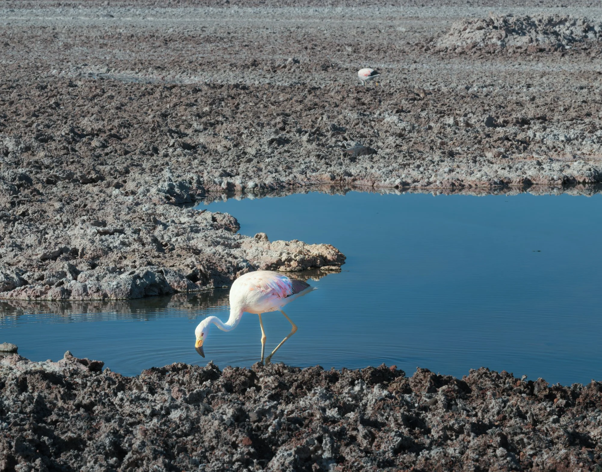 Atacama Desert, Chile. This photo shows the salt flats of the desert.  The flamingos are eating brine shrimp. Mono Lake, a salt lake in California, is also filled with brine shrimp, the food source for millions of migrating birds.  