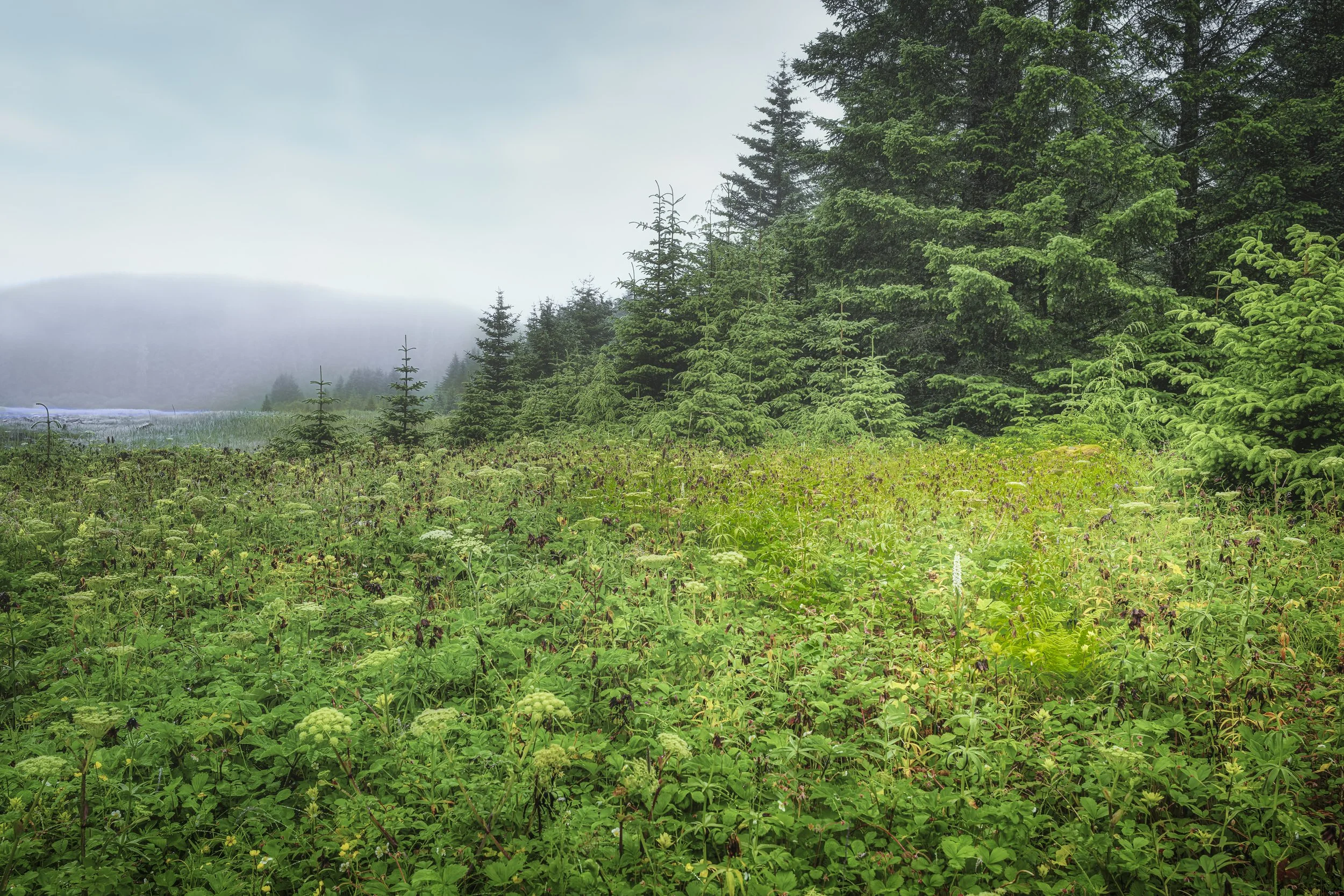 Walking in from the coast, near Fern Harbor, as the morning fog rises.
