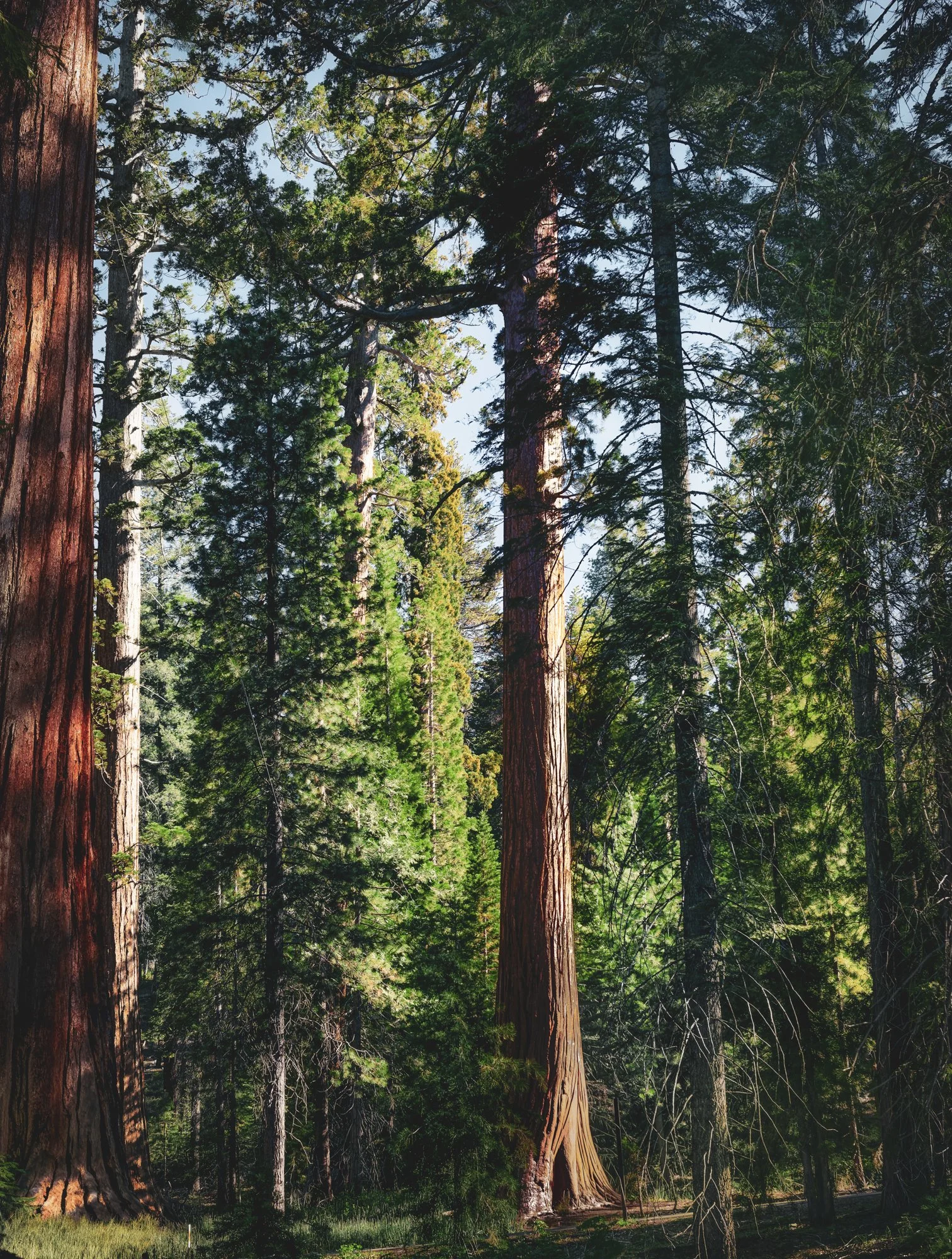 Mariposa Grove