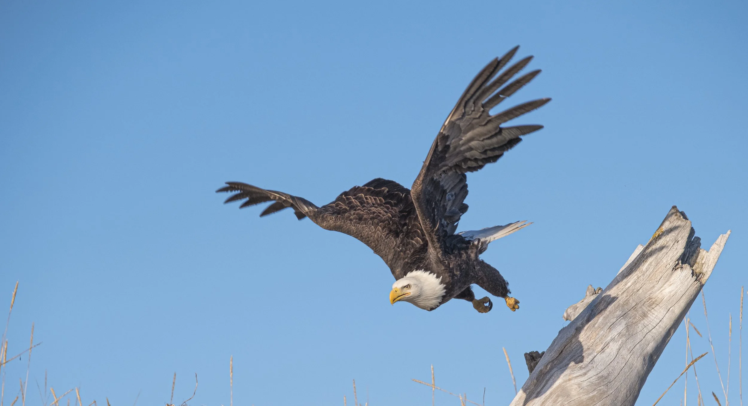 Eagles-30.jpg