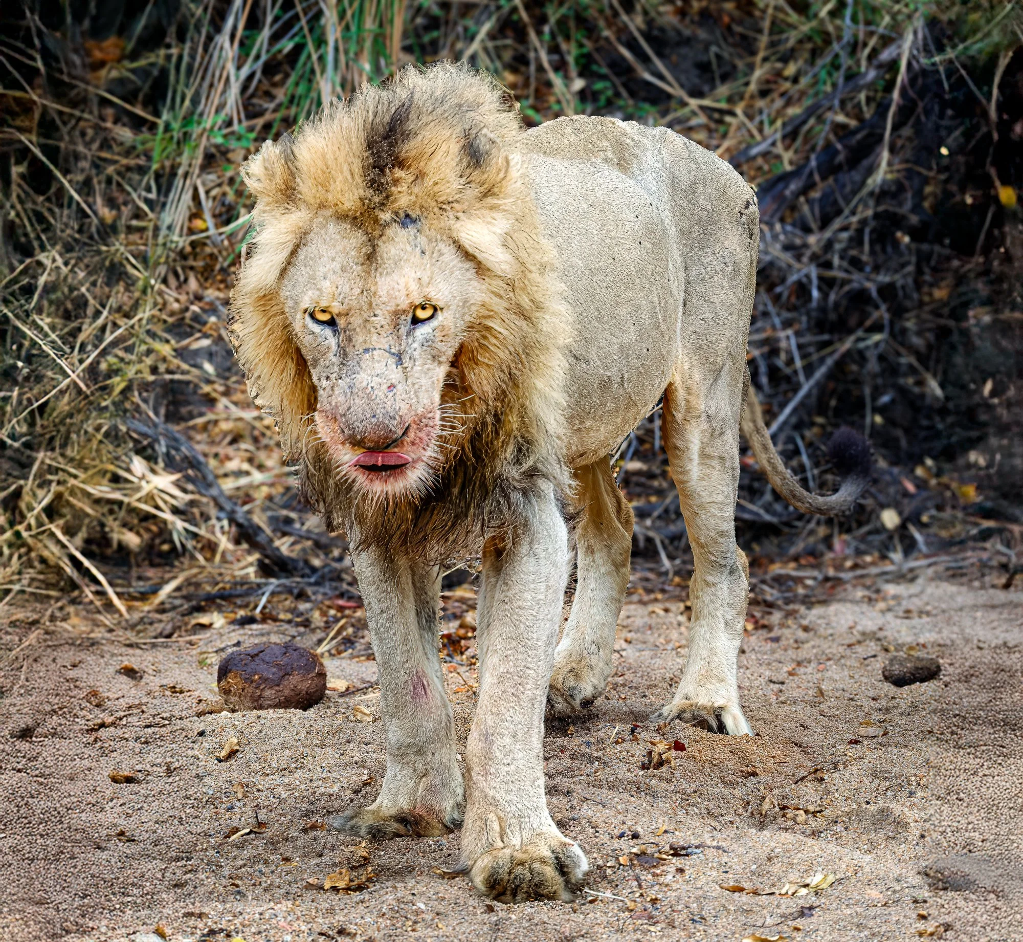 Lion--after finishing lunch.  Having a bad hair day, and certainly didn't like me watching him eat.