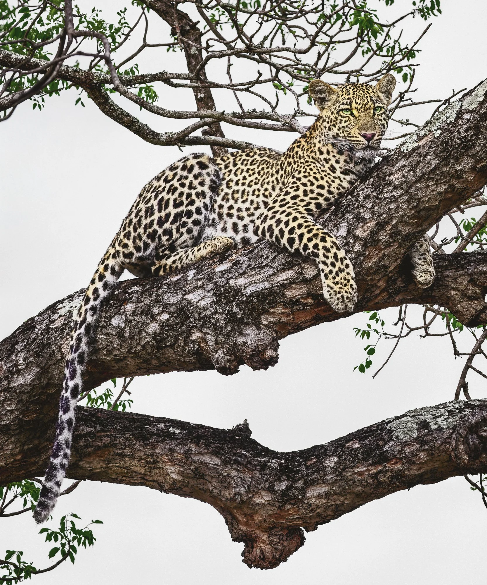 Leopard, Sabi Sands Reserve, South Africa