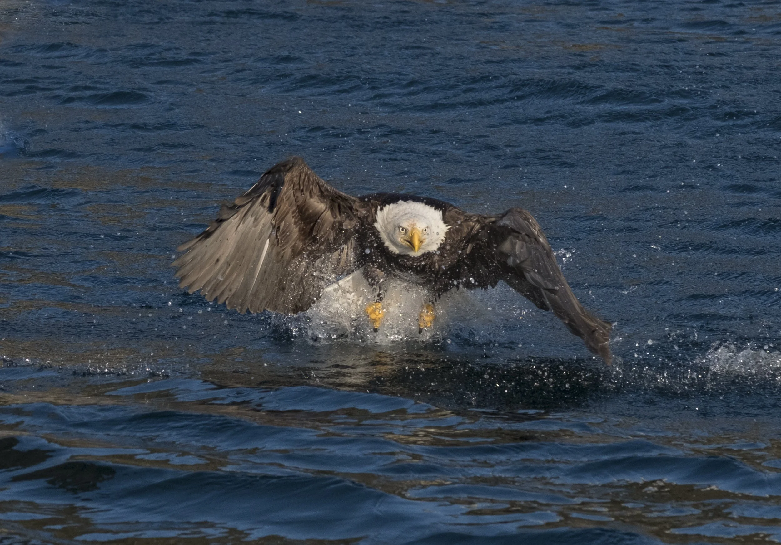 Eagles-15.jpg