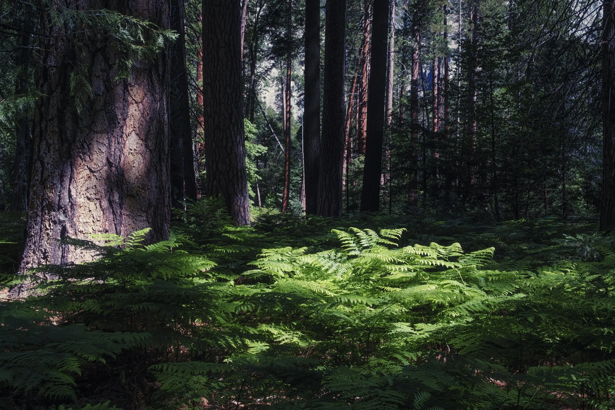 In the woods near Yosemite Falls
