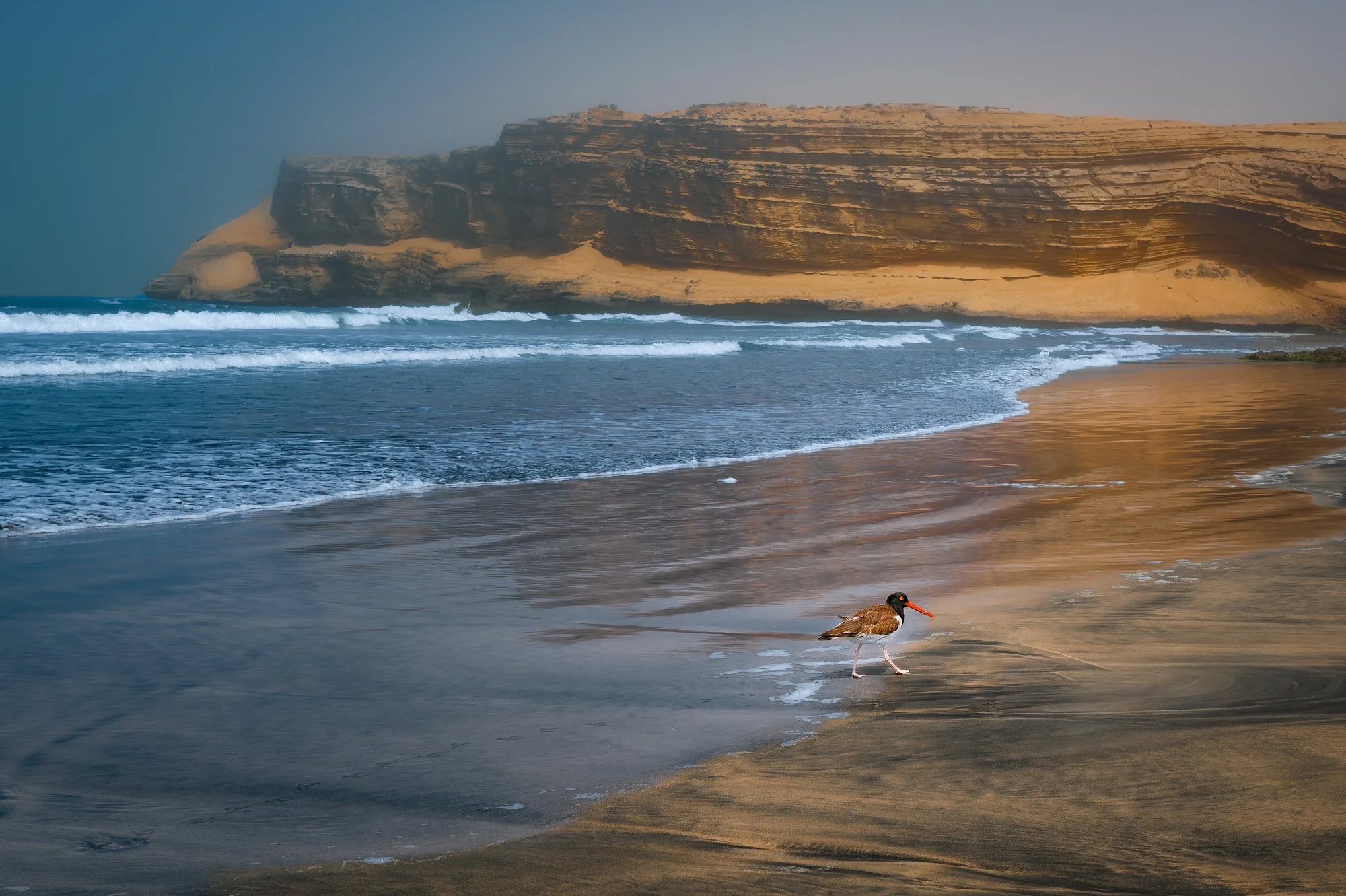 Paracus National Reserve, Peru. How exciting to see an oystercatcher running around a remote beach in Peru!  