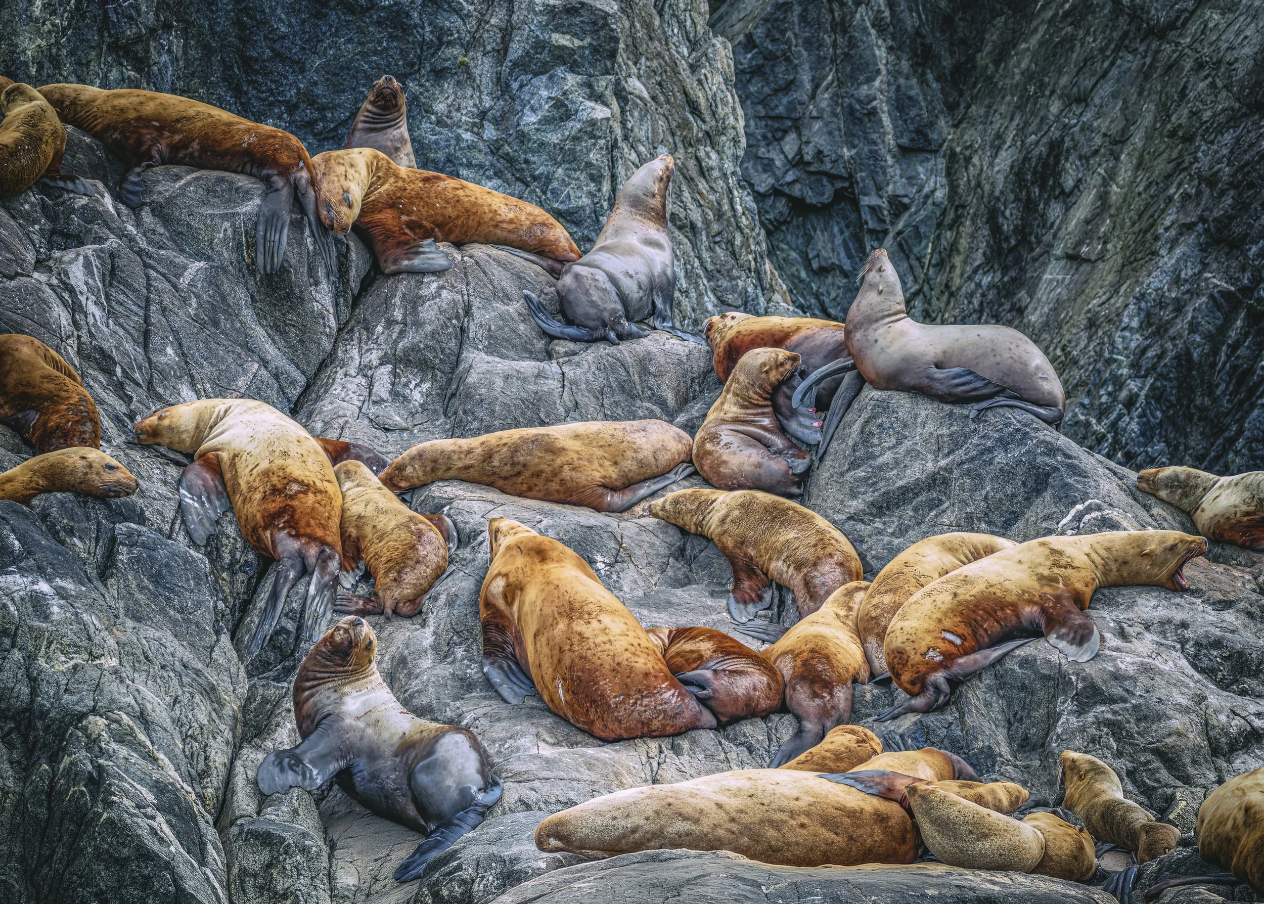 Stellar sea lions crowding the cliffs, Inian islands.