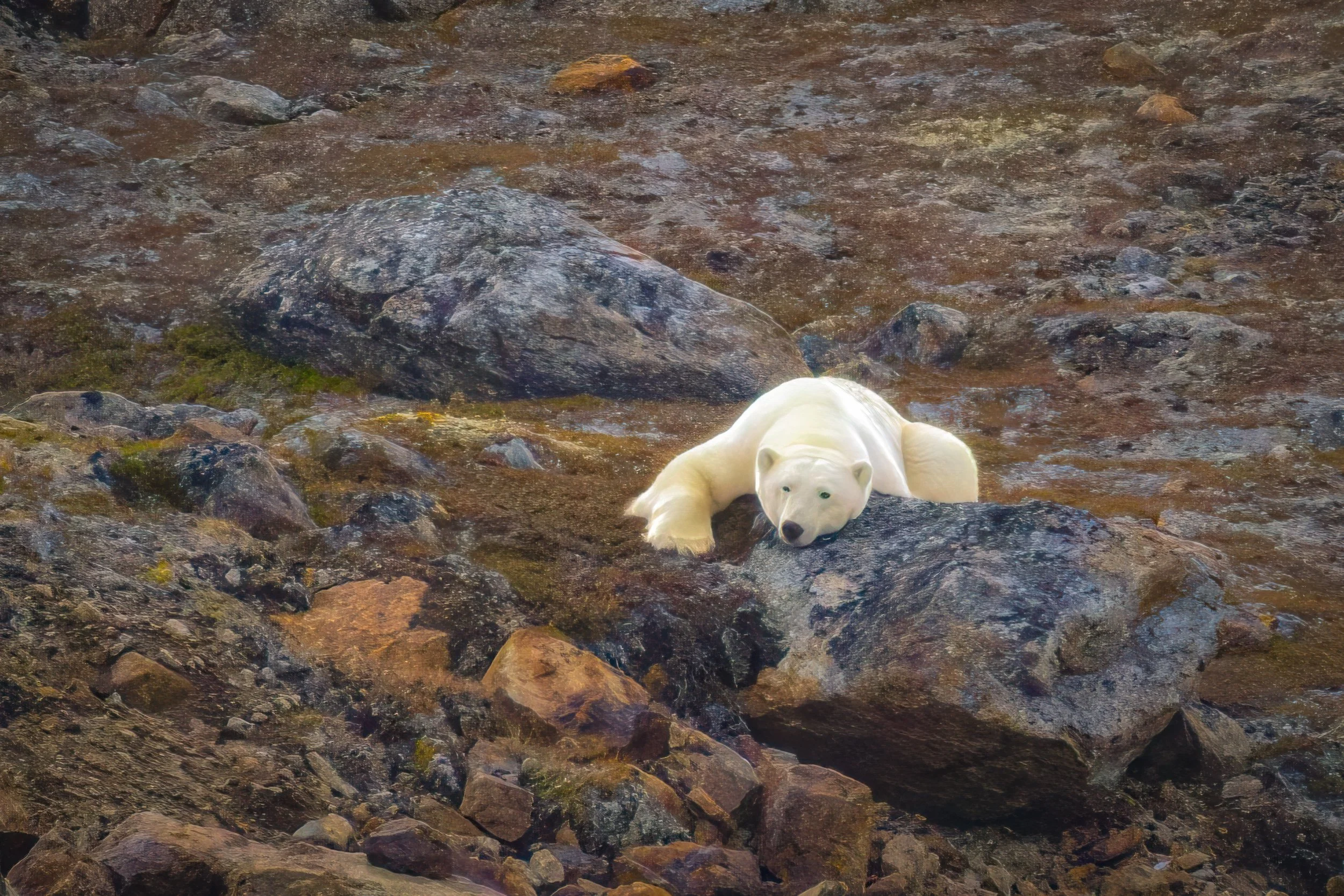 Lower Savage Islands. Isn't she cute?