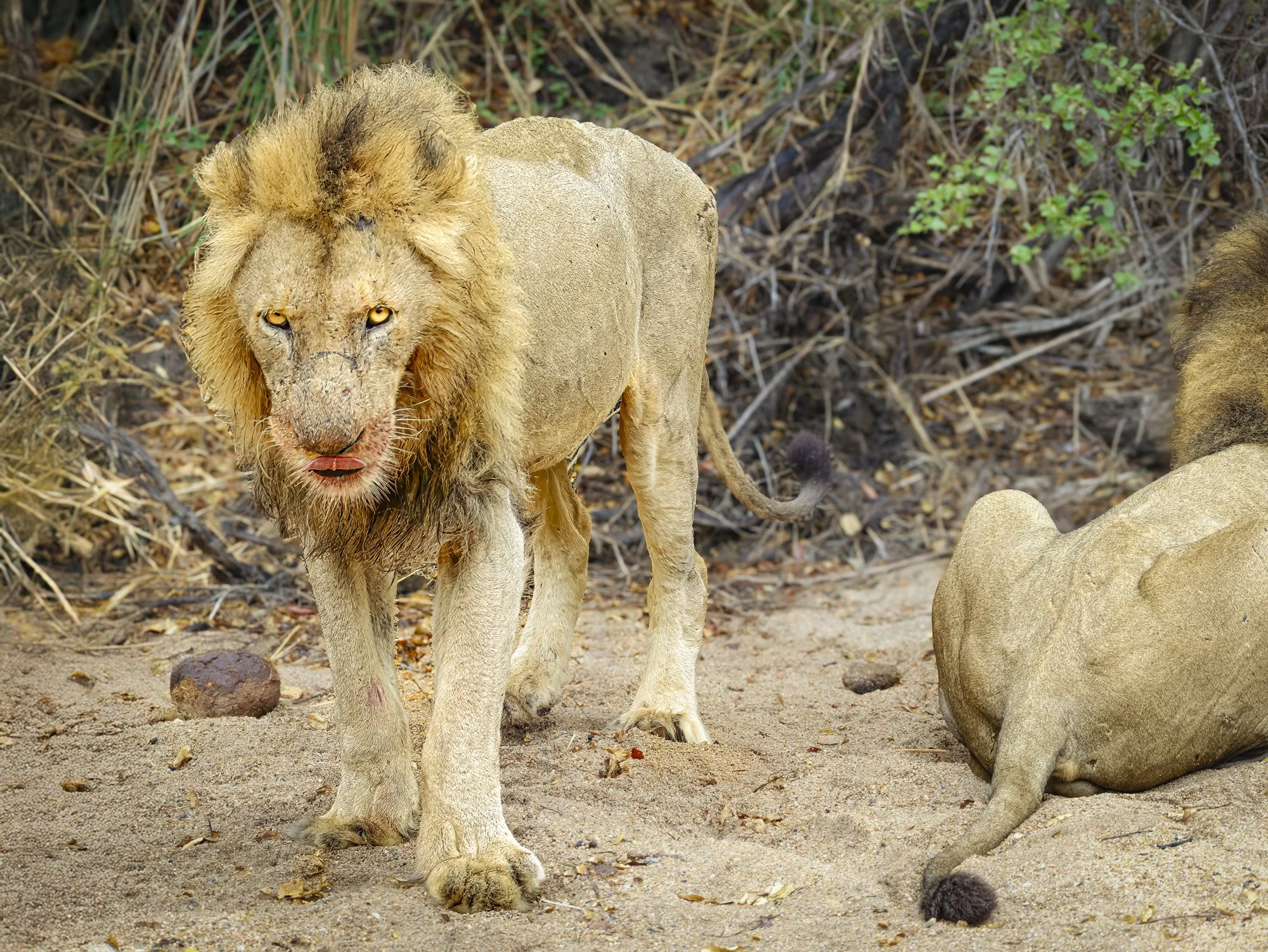 Lion--after finishing lunch.  Having a bad hair day, and certainly didn't like me watching him eat.