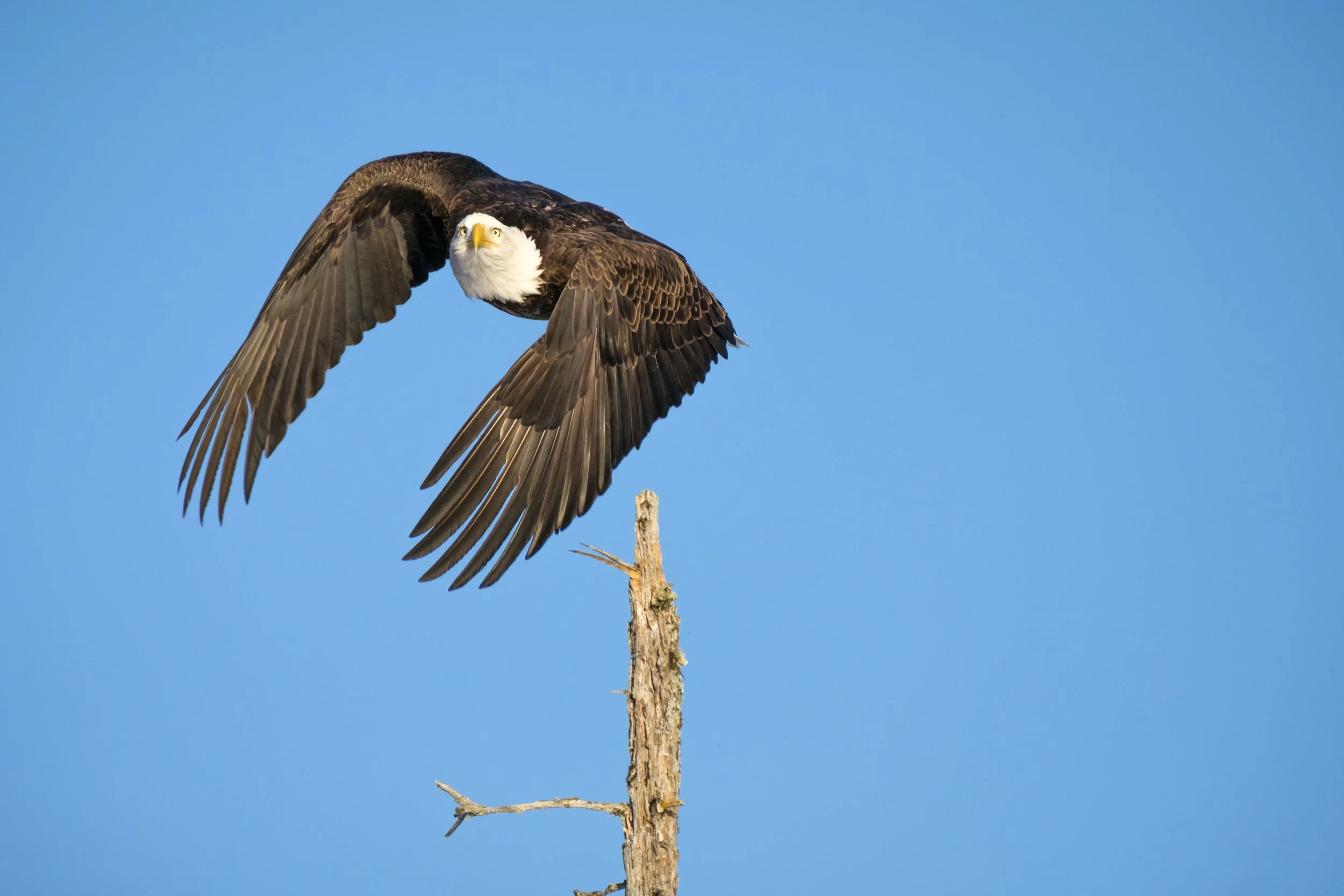 Eagles-38.jpg