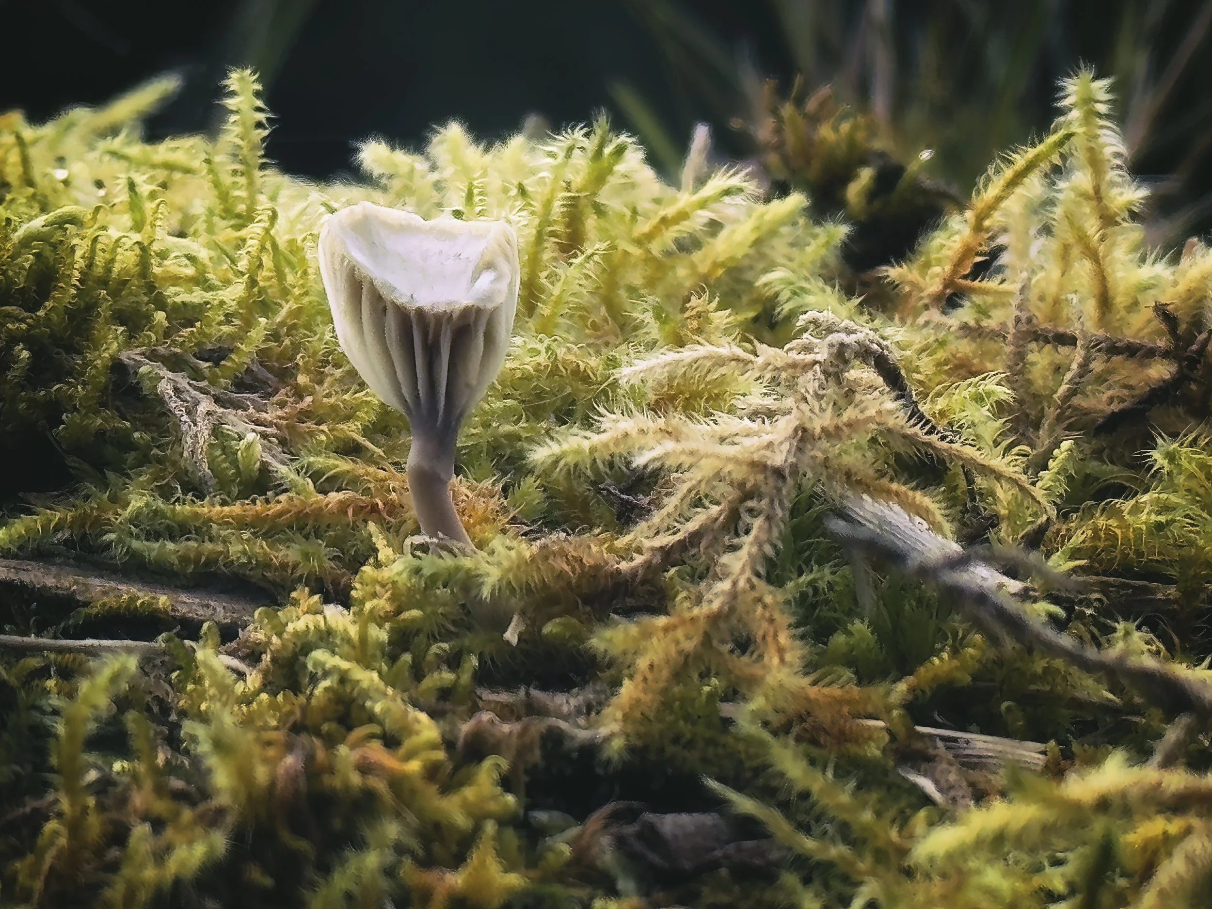 A very tiny mushroom, Port Althorp