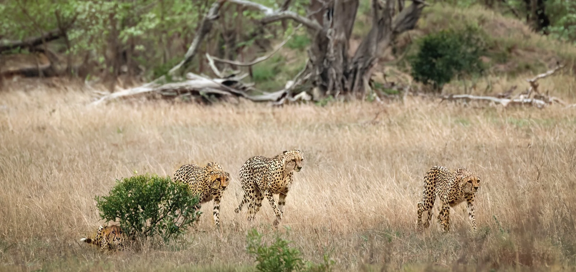 Cheetahs on the hunt