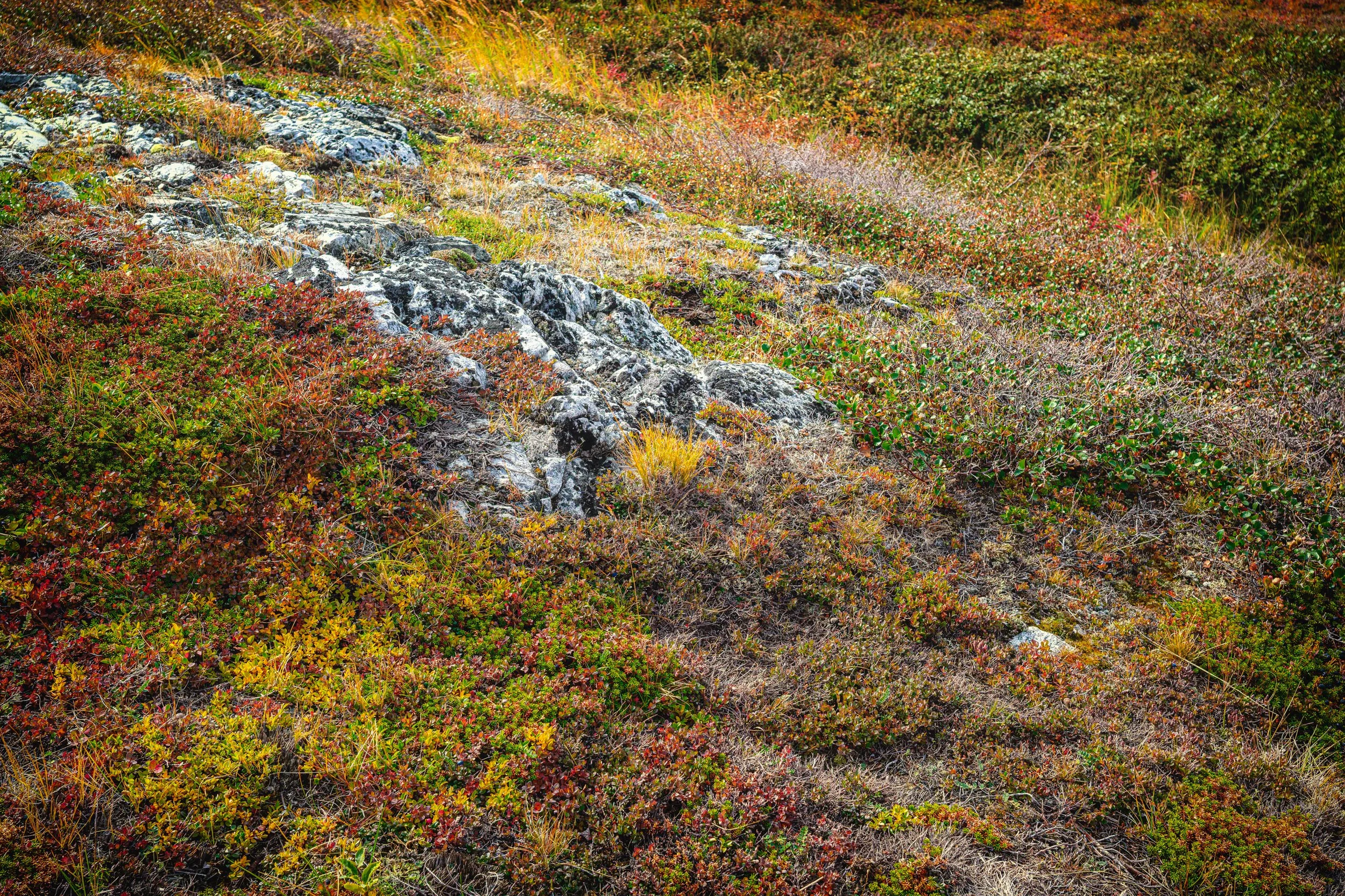Walking the Torgats is not easy.  There are no trails, and the ground can be soggy and filled with hidden holes. Usually it is uphill from the beach.