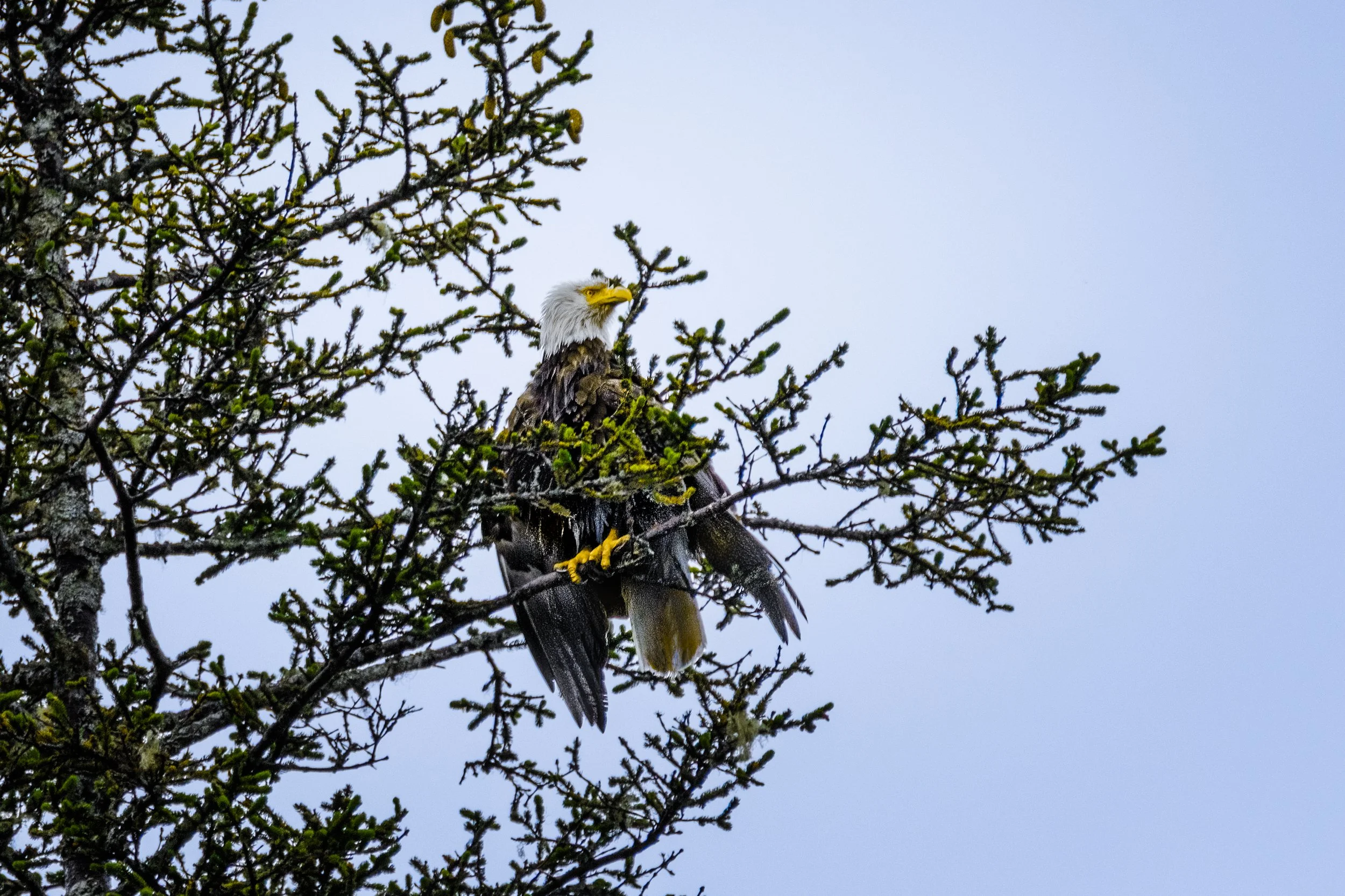 Bald Eagle, Inian Islands