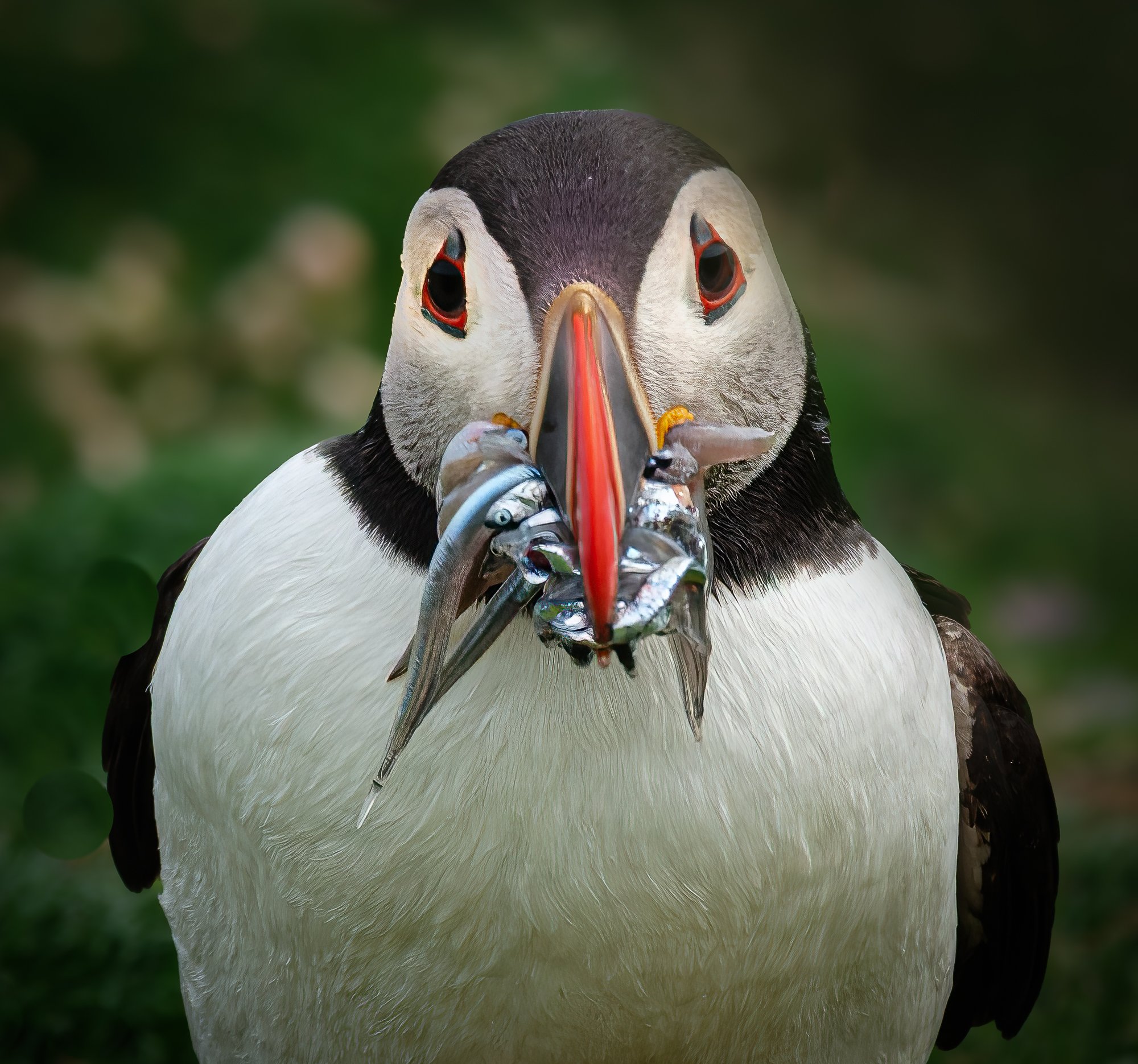North Atlantic Puffin, Fair Isle, Shetland Islands, Scotland. 