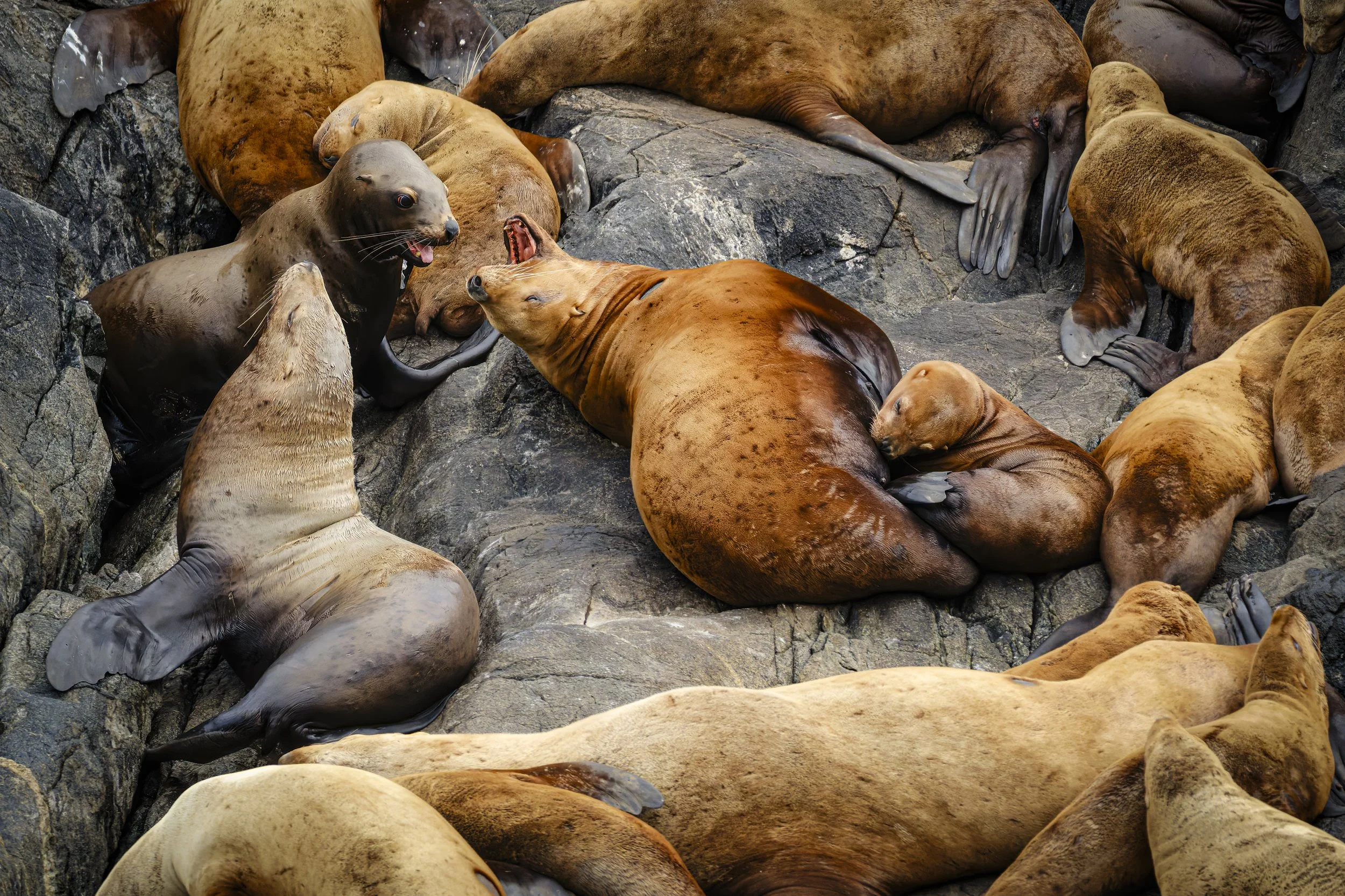 Stellar sea lions crowding the cliffs of the Inian Islands.