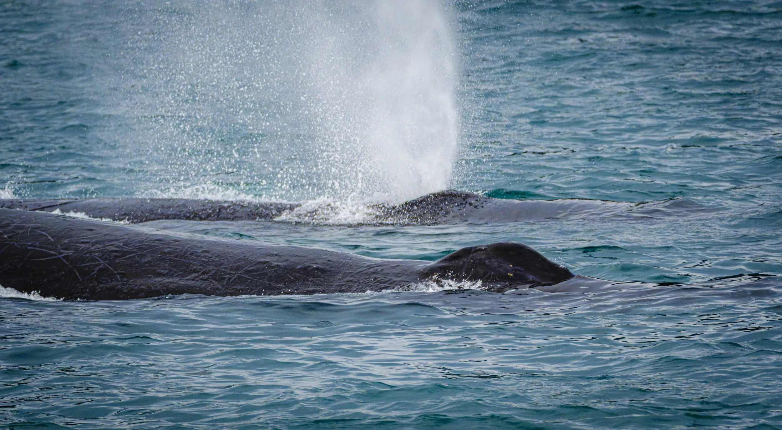 Lots of humpbacks where the Icy Strait and Chatham Strait meet--these two were so close we could see the markings on their backs!  

