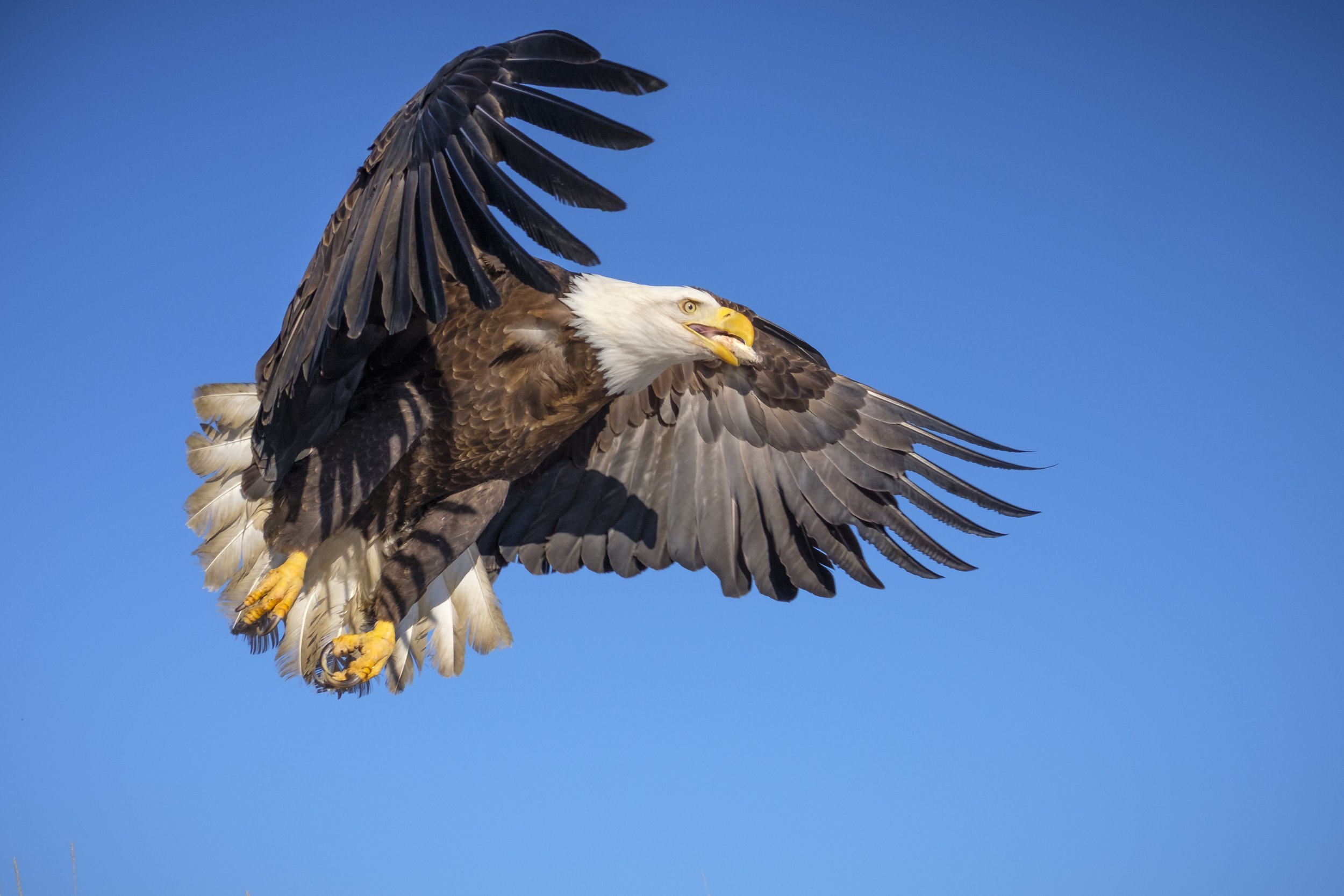 Eagles-34.jpg