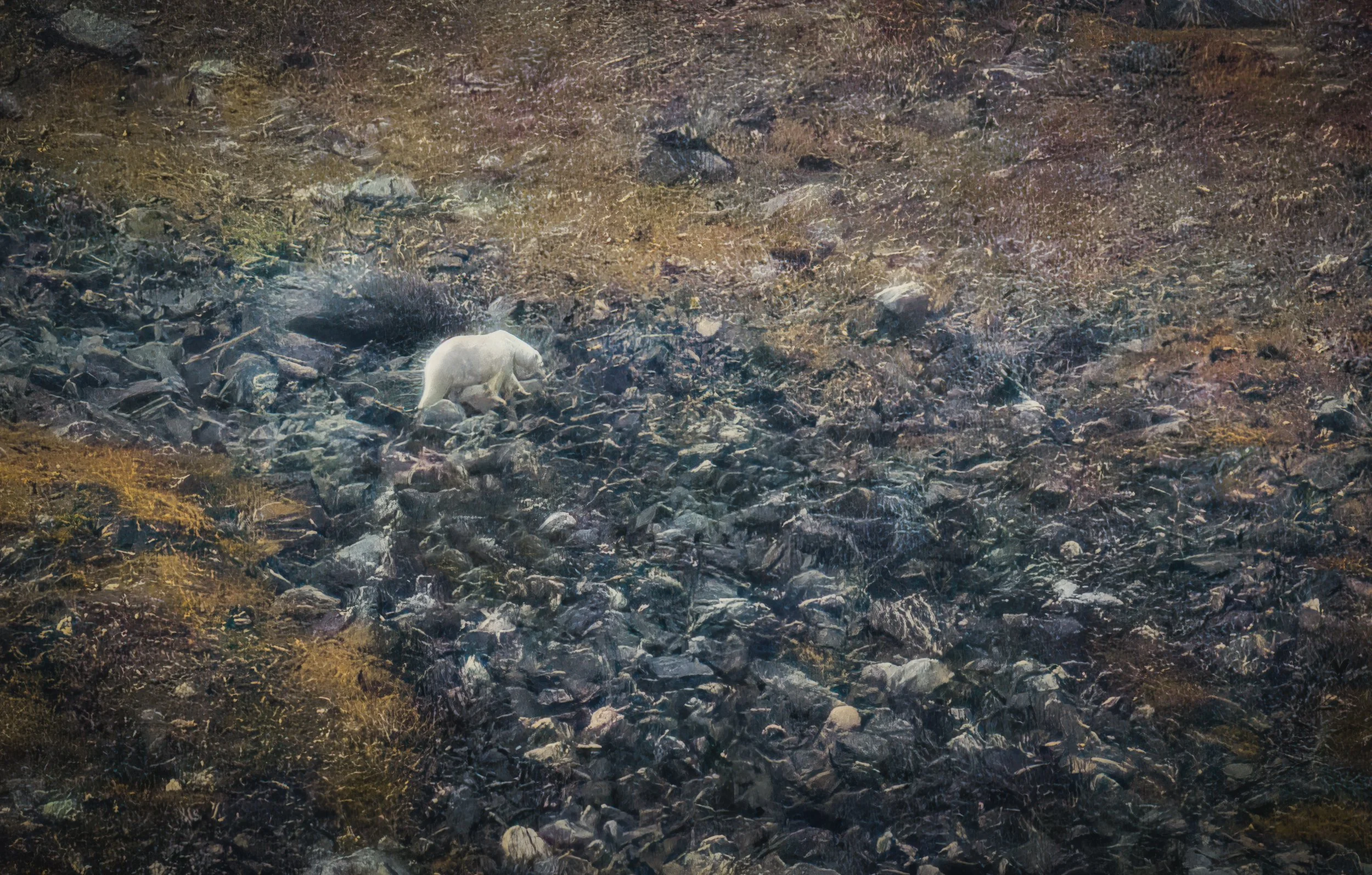 As we cruised we could see bears on the mountainsides and beaches.  Too far away to photograph, but interesting to watch with binoculars.  Further south we encountered black bears as well as polar bears.