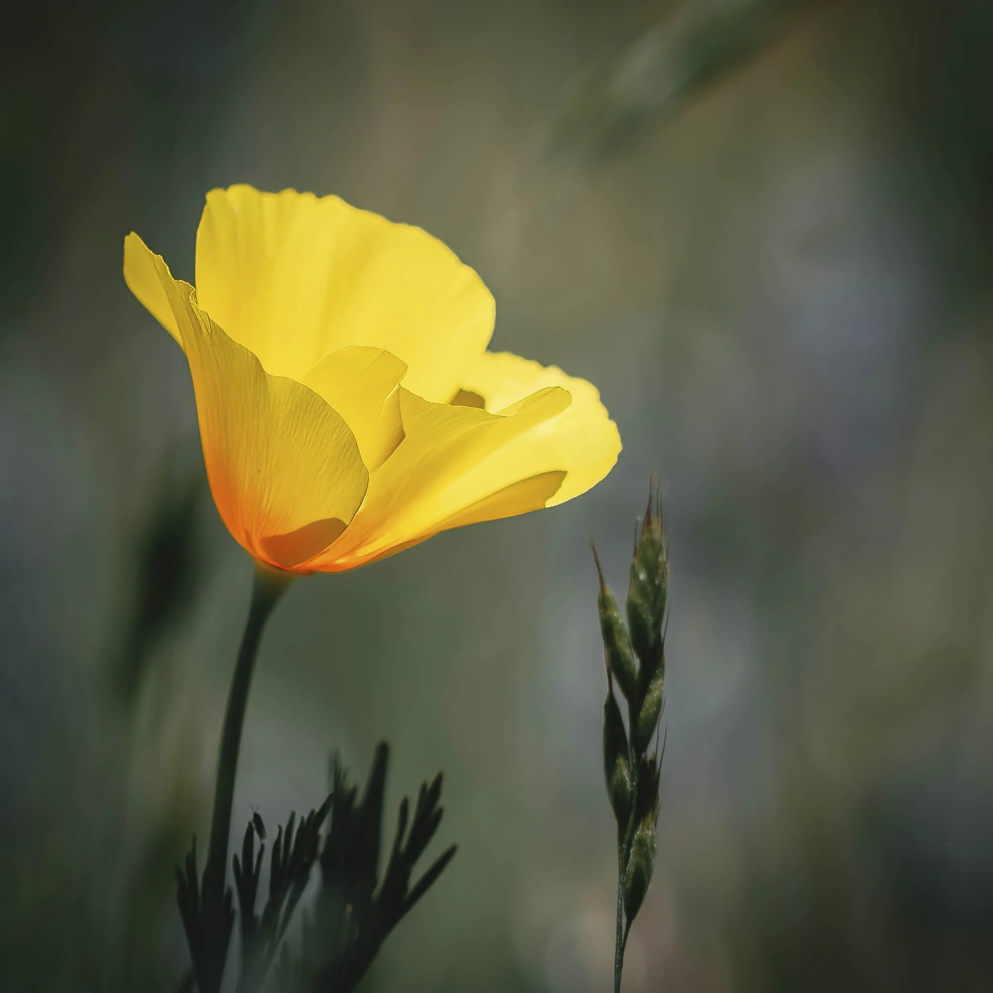 We found poppies!