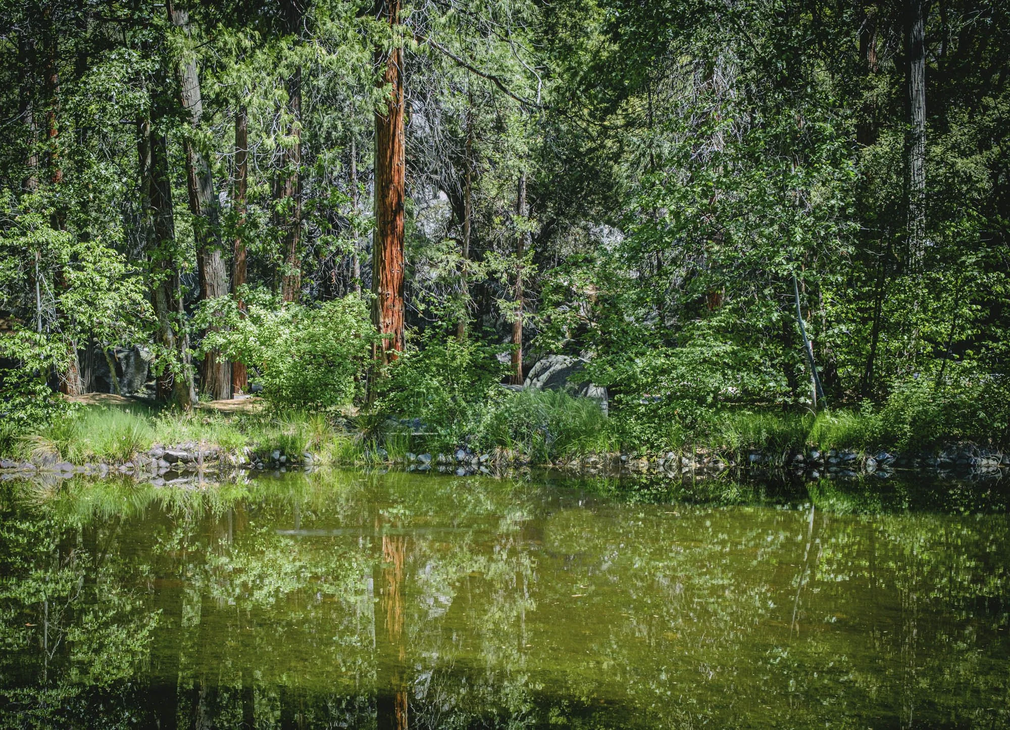 Reflections near the Ahwahnee hotel