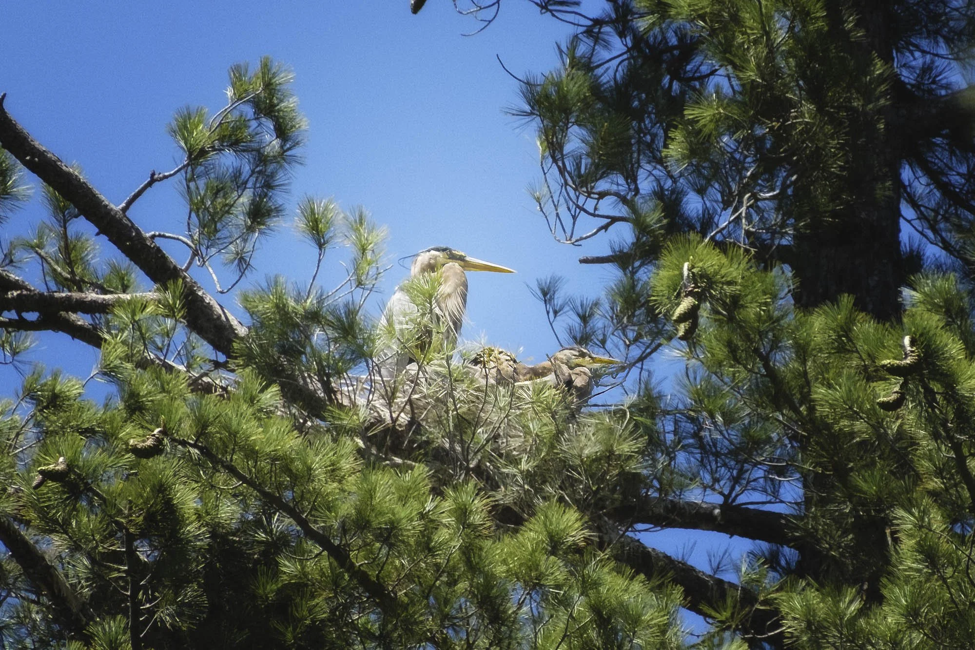 Far up in a distant tree, a blue heron nest!