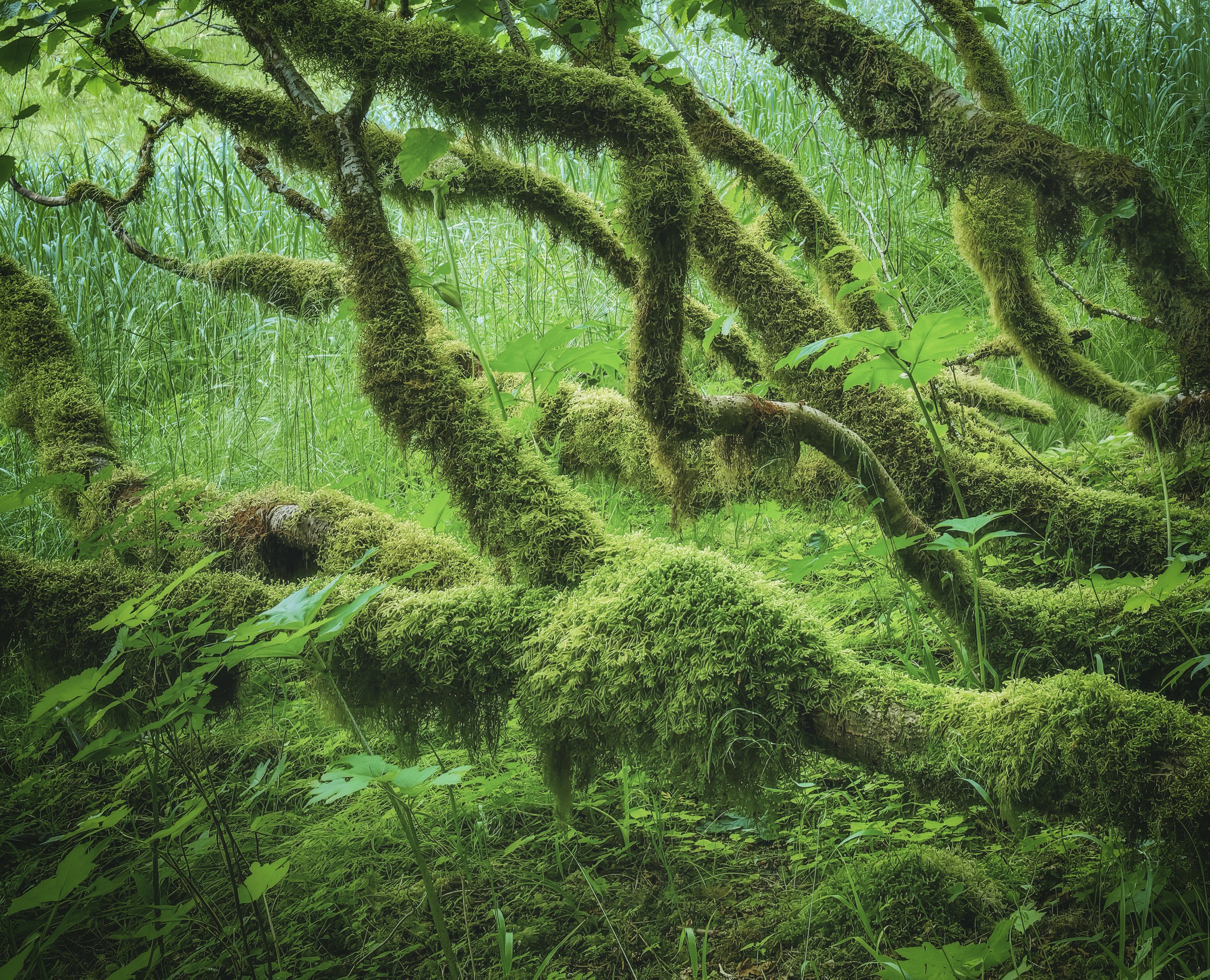 Southeast Alaska lies at the heart of the largest temperate North American rainforest.  Taken while walking around Port Althorp.