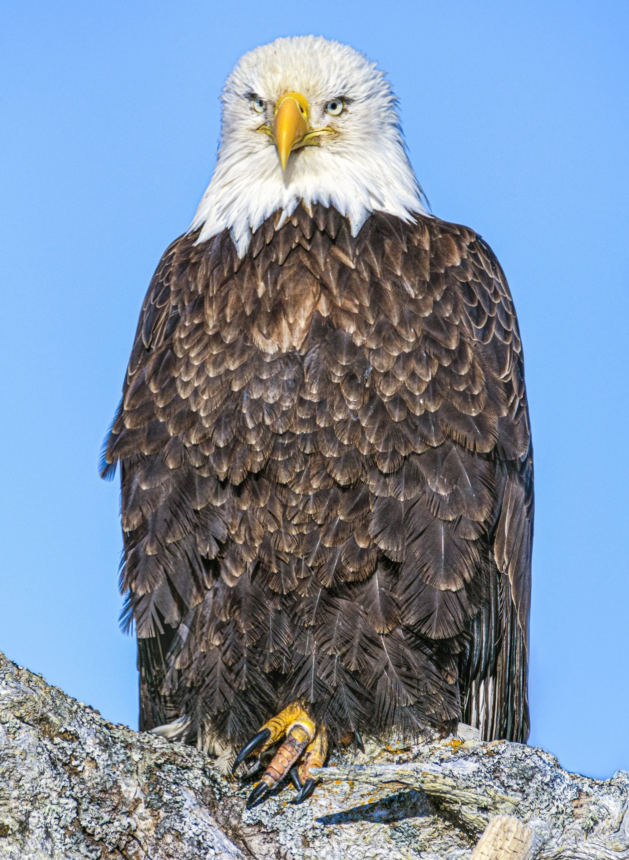 Eagles-2.jpg