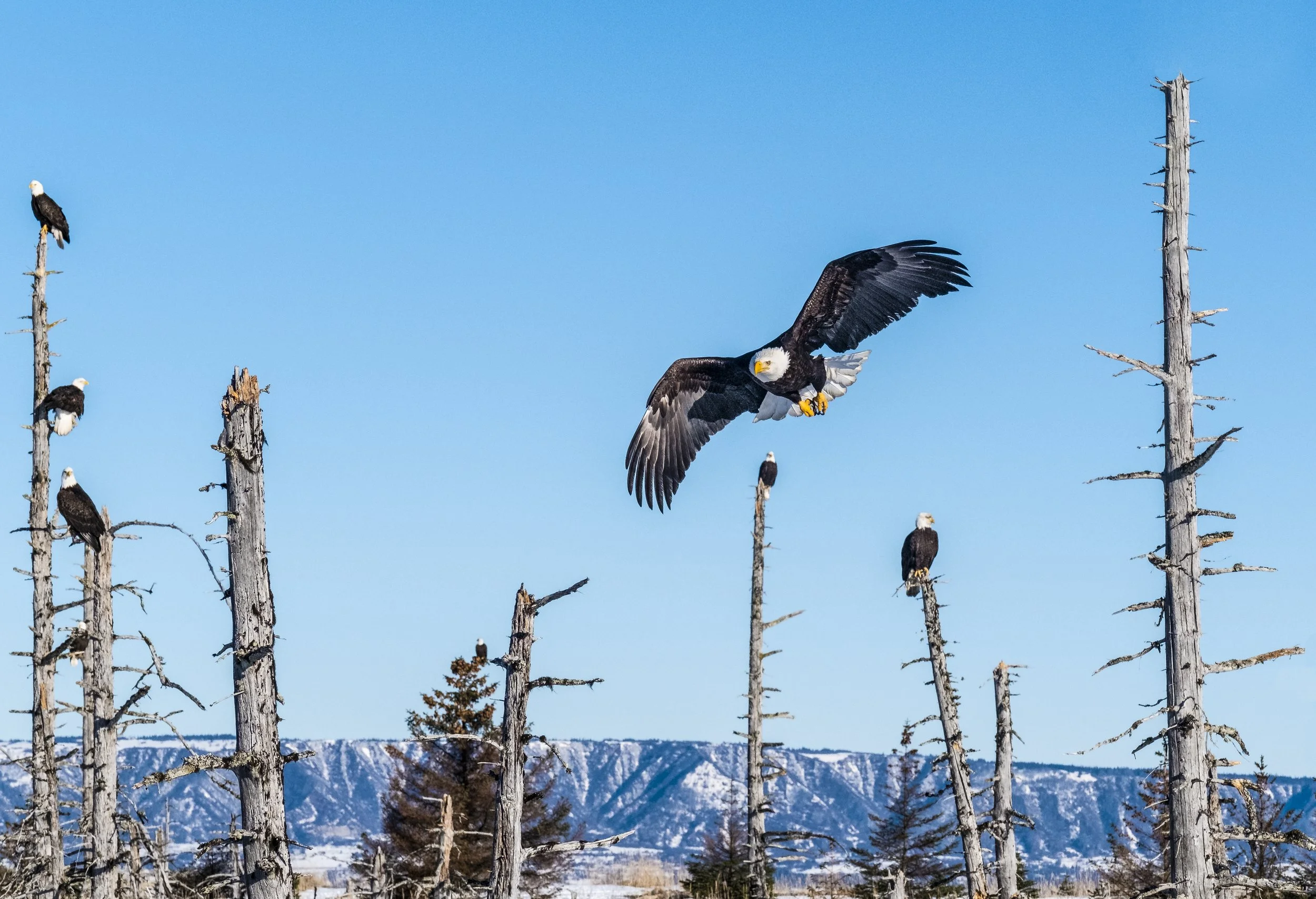 Eagles-8.jpg