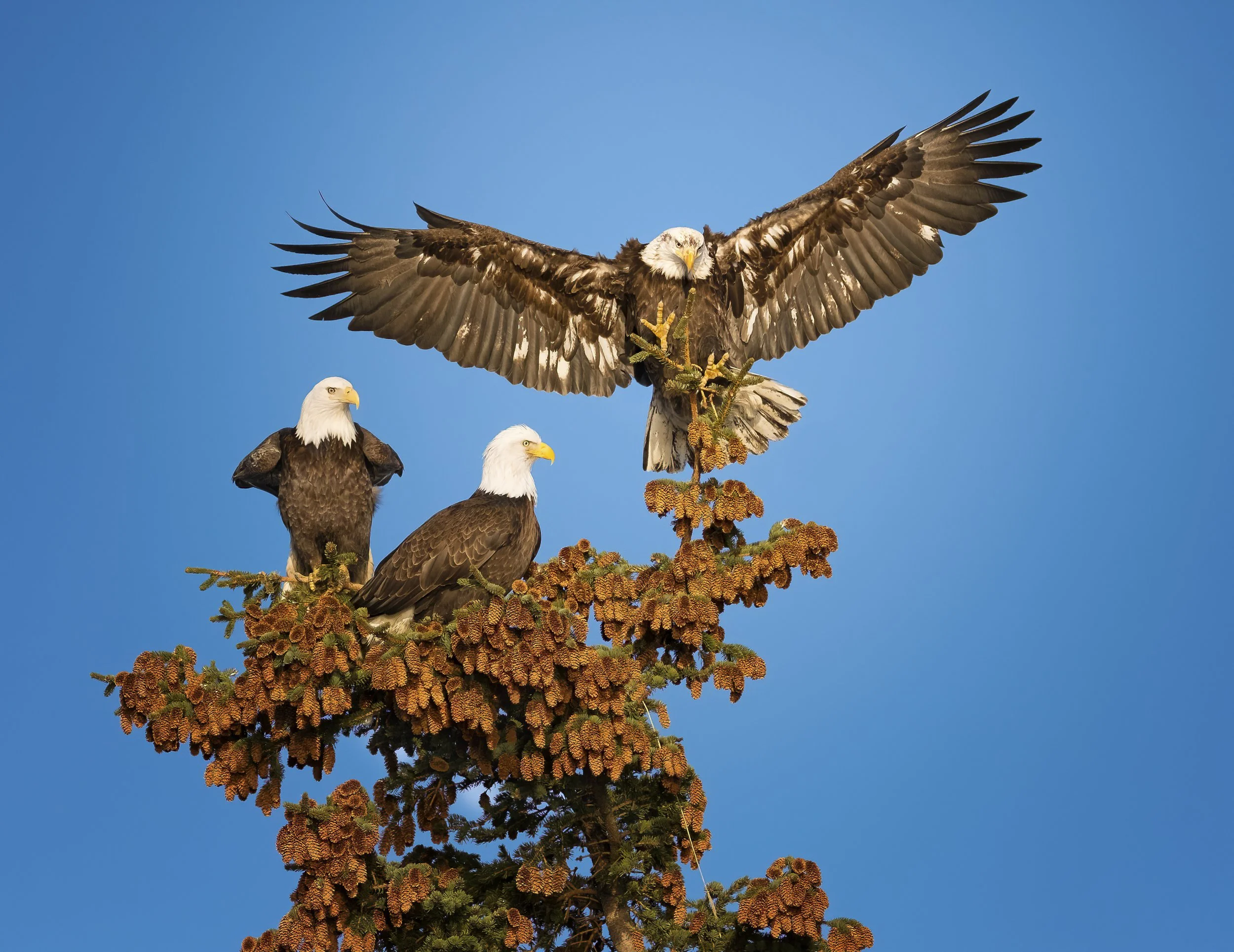 Eagles-10.jpg