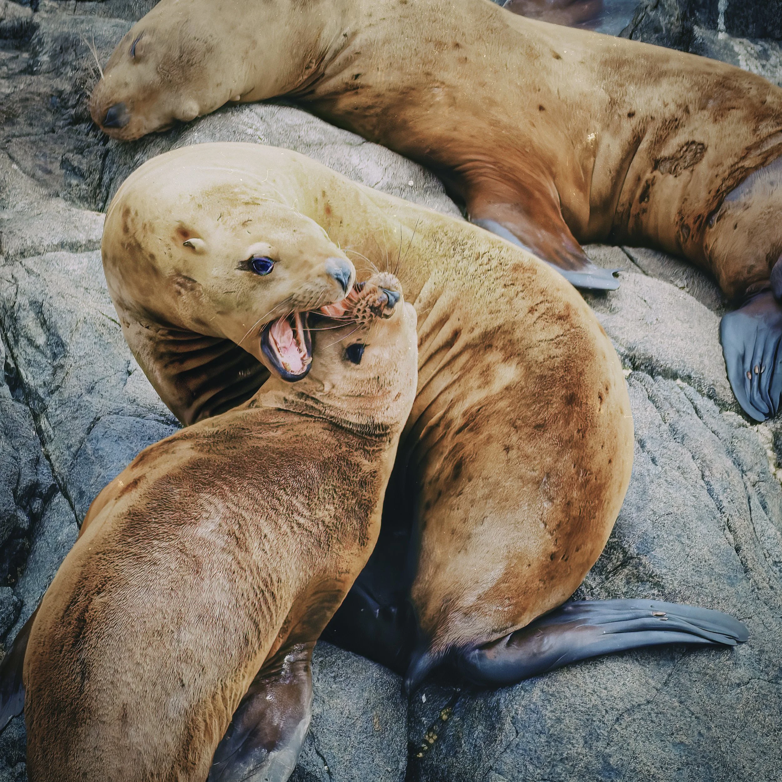 Stellar sea lions, Inian islands.