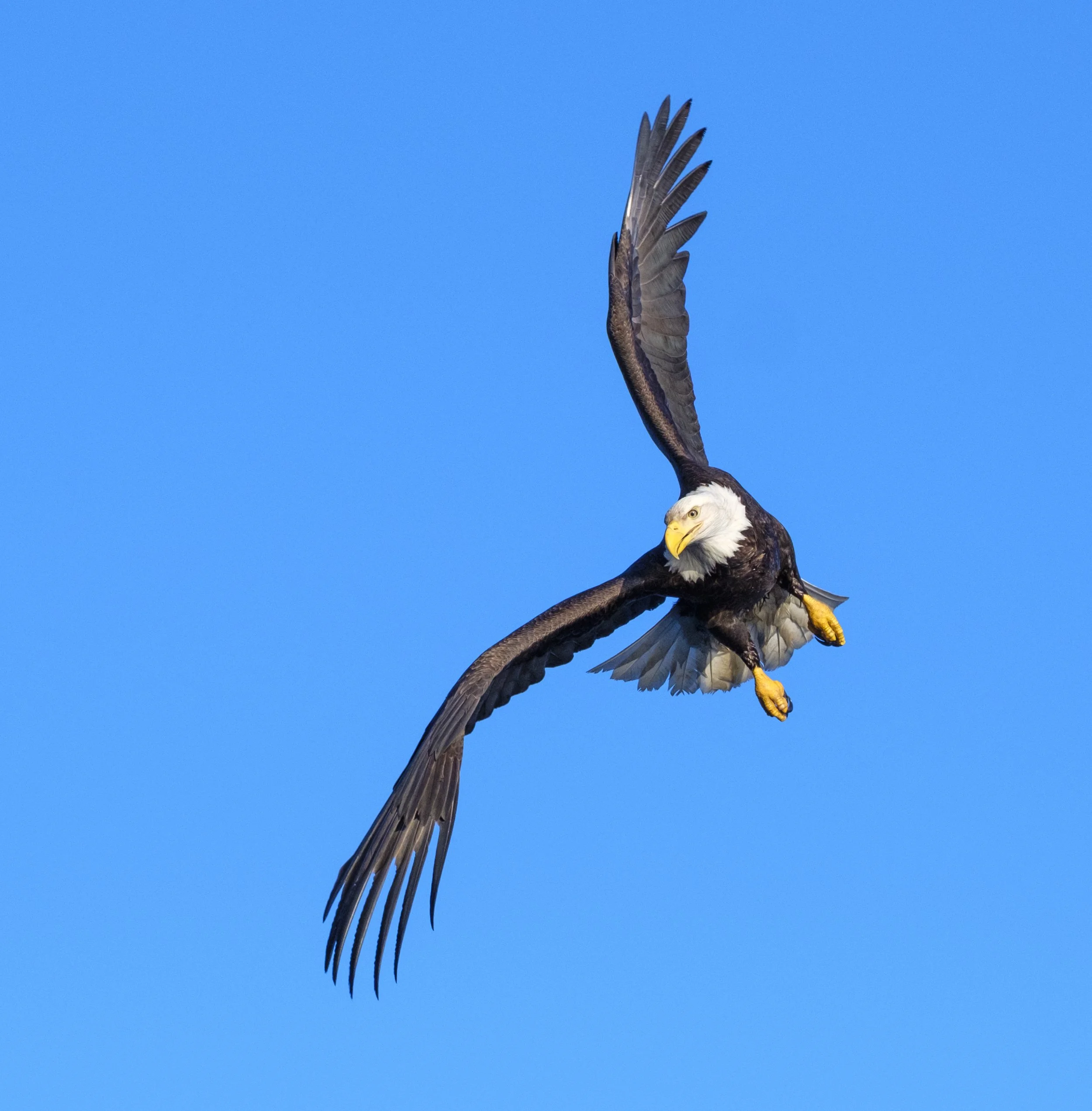 Eagles-21.jpg