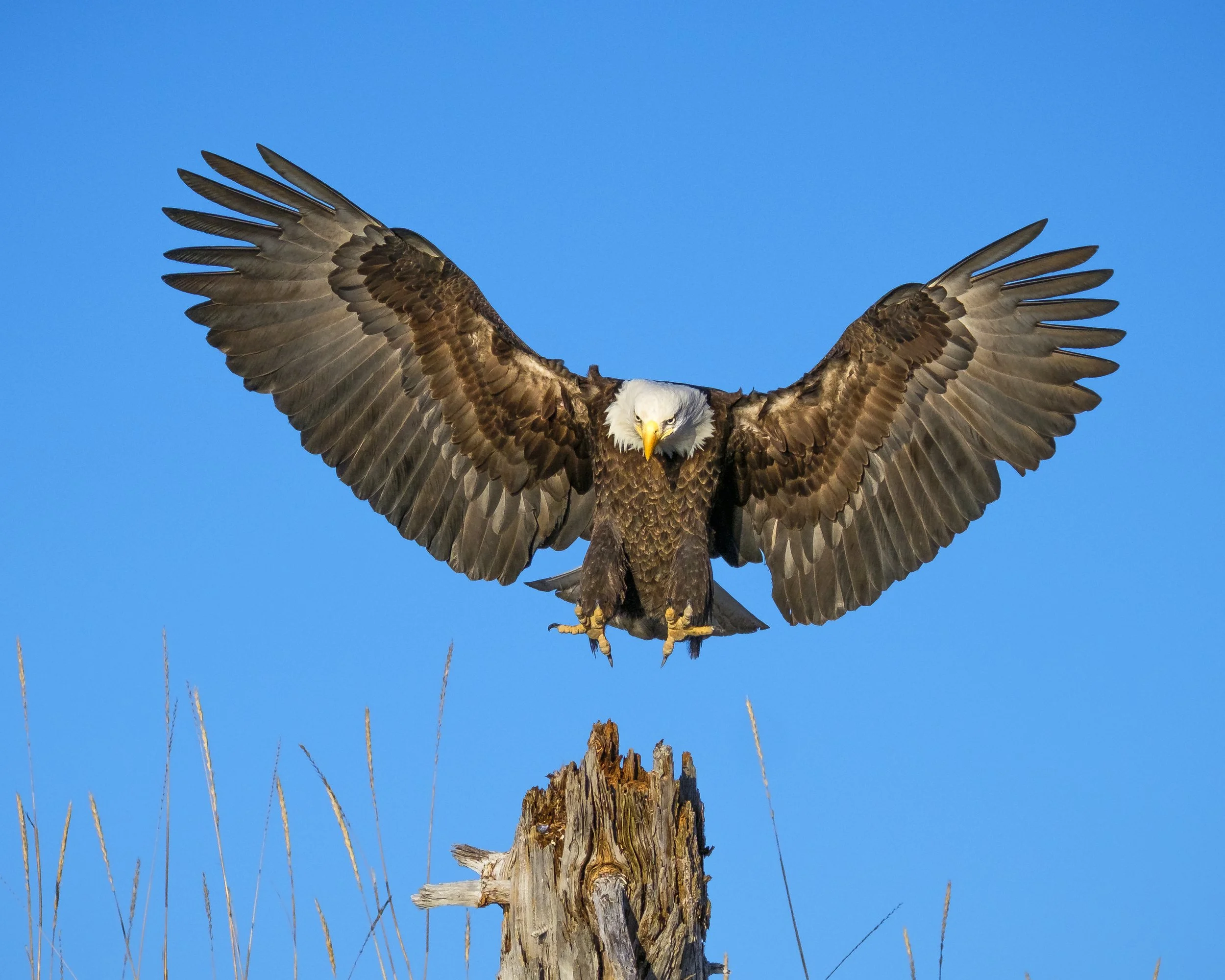 Eagles-28.jpg