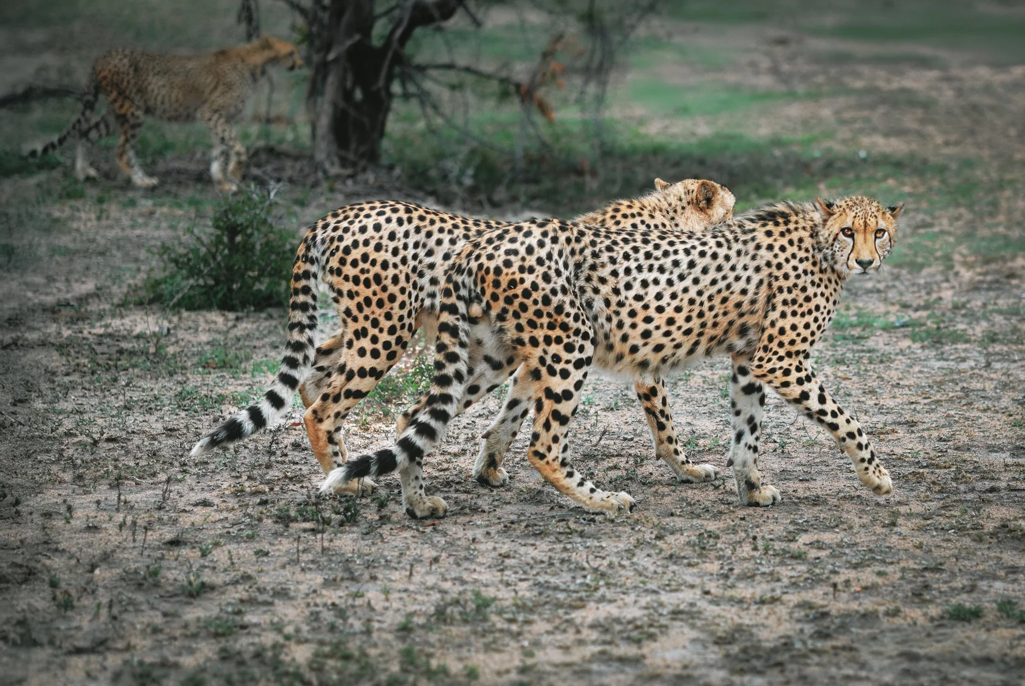 Cheetahs--very rare to find a group of cheetahs like this in the area we were in.  So close I could pet the mom on the head and say "nice kitty."