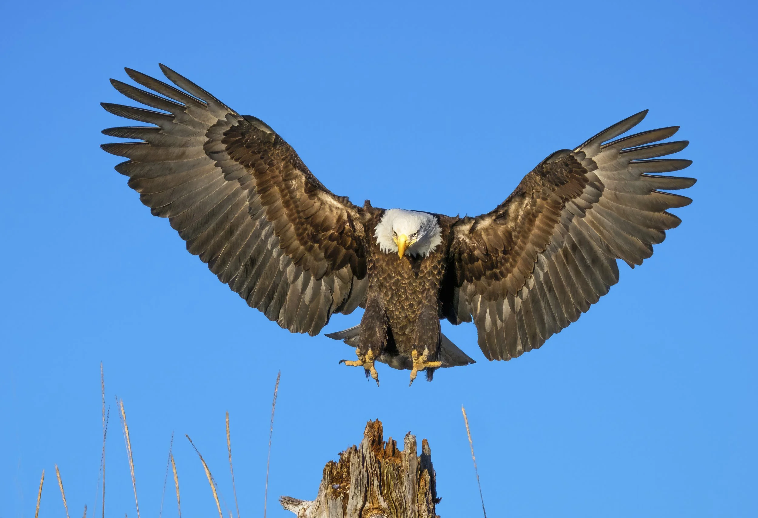 Bald Eagles of Alaska