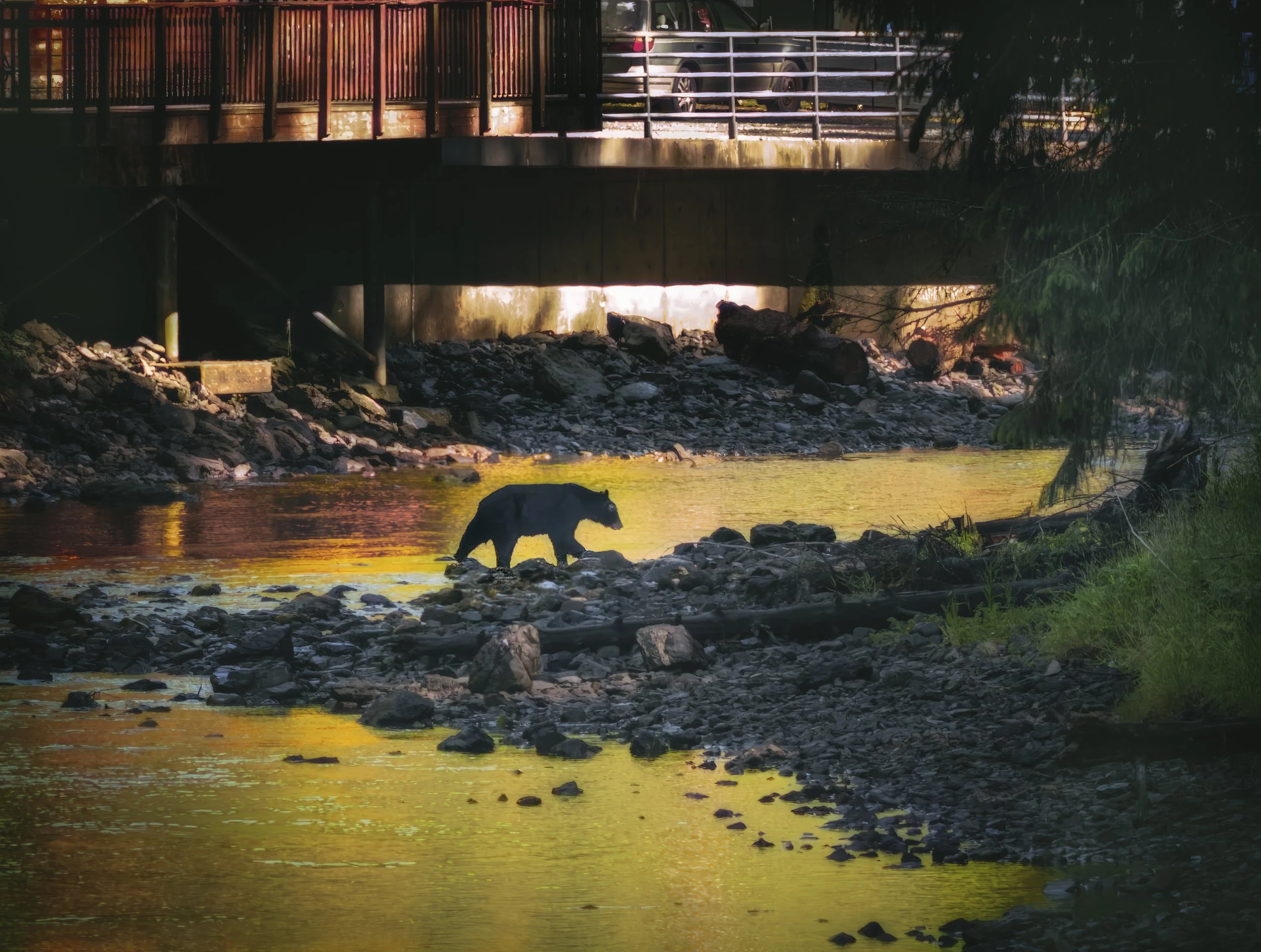 The only bear I found during the voyage, looking for salmon in the community of Kake.