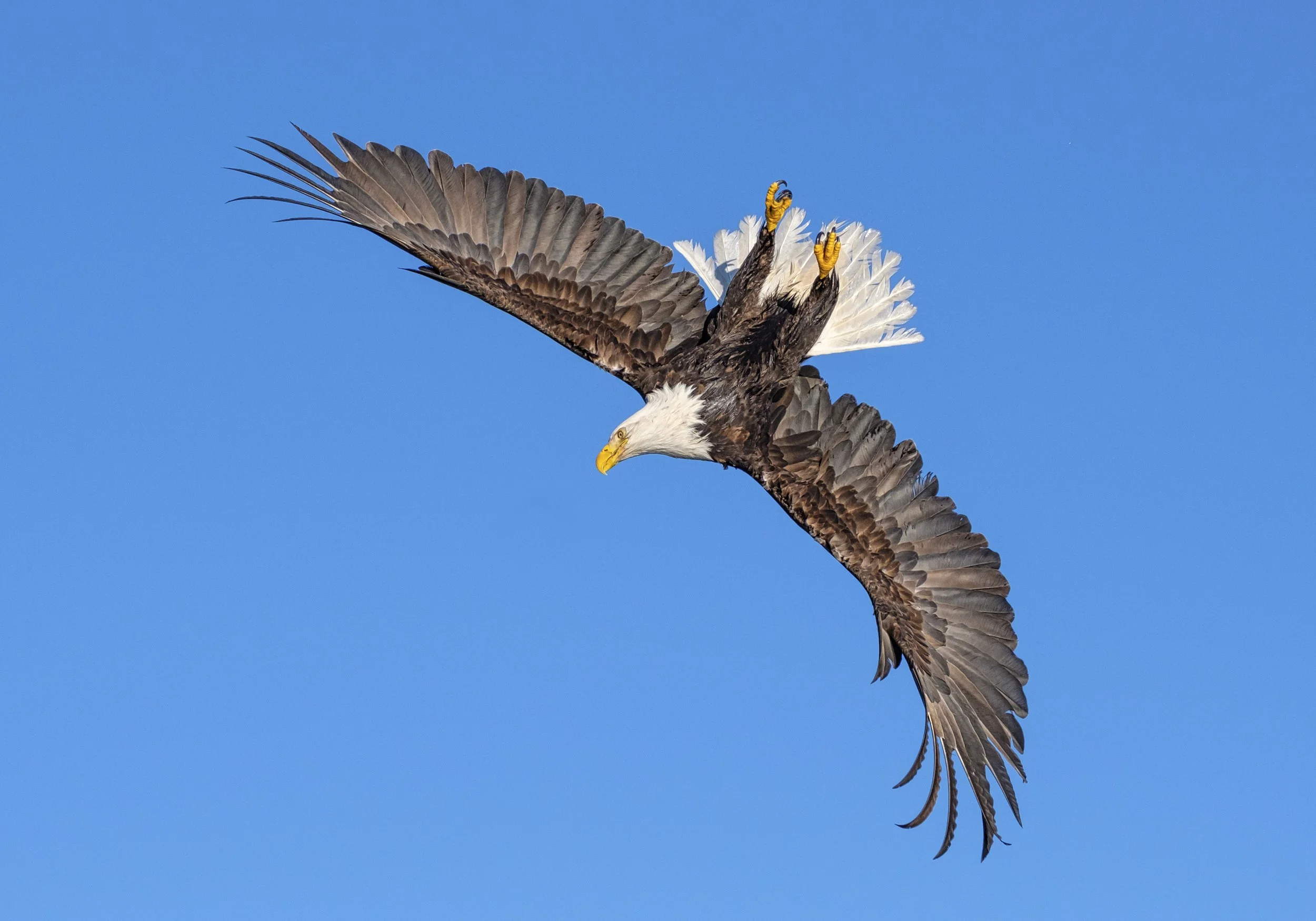 Eagles-25.jpg